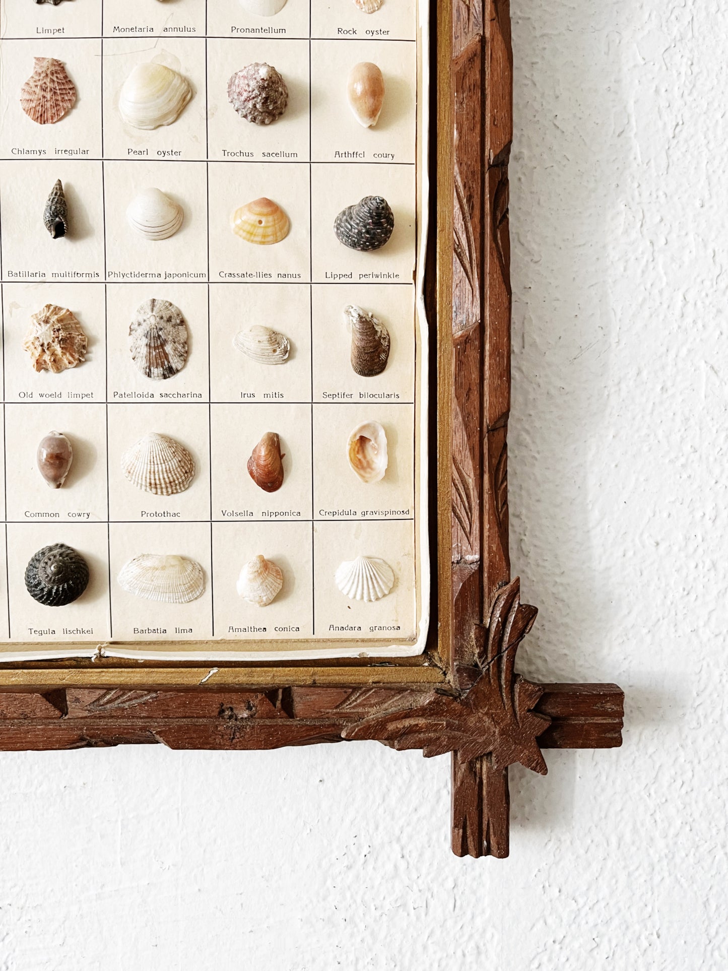 Vintage Shell Collection