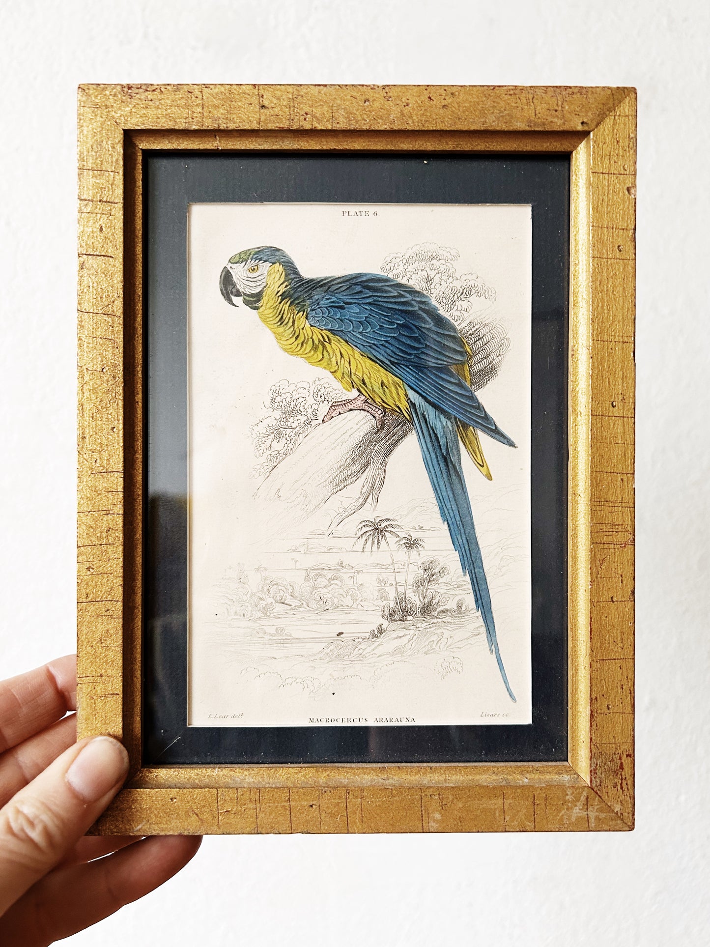 Antique Lizars Framed Hand Tint Book Plate