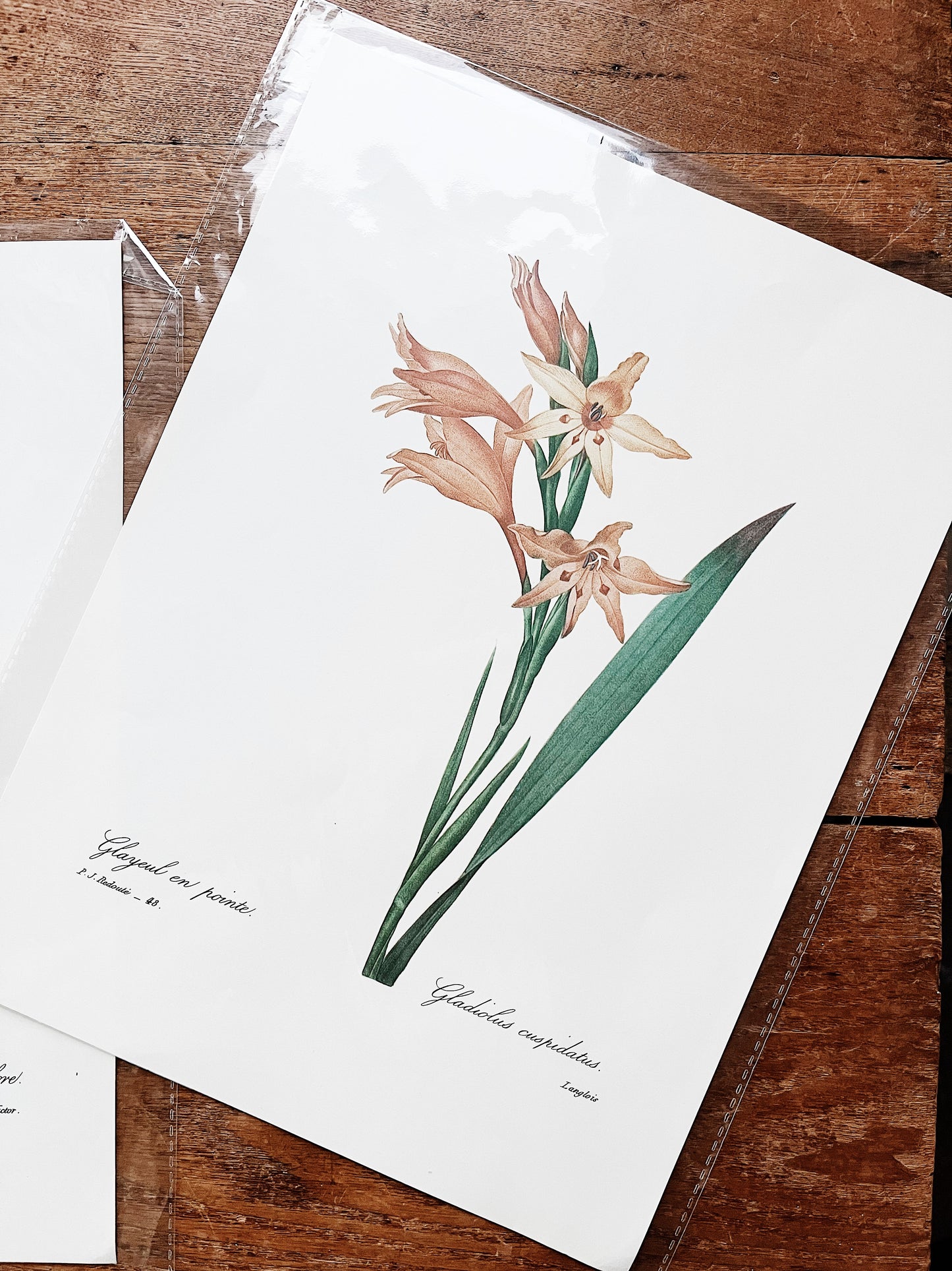 Antique Botanical Plate