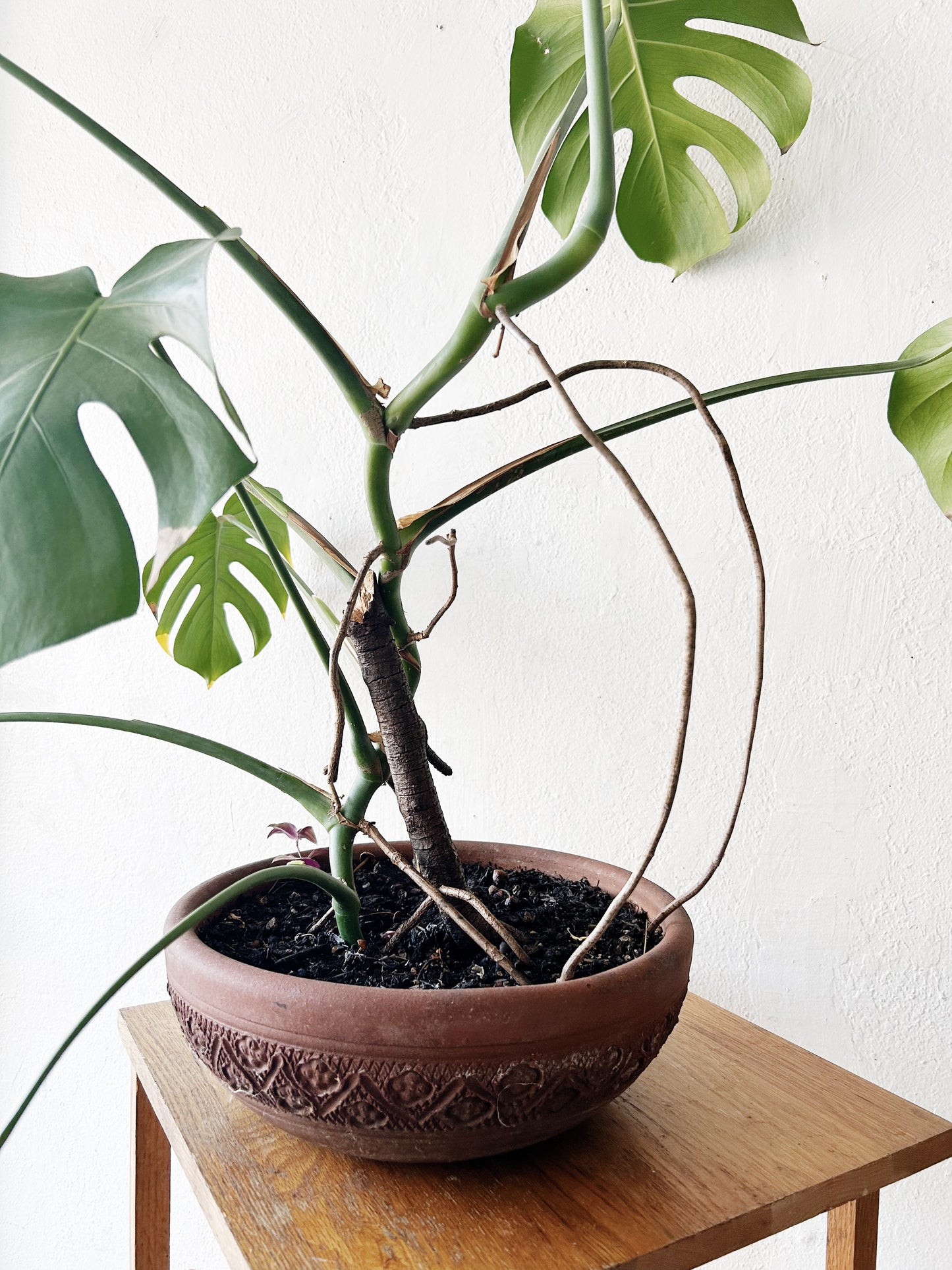 XL Potted Monstera in Terra