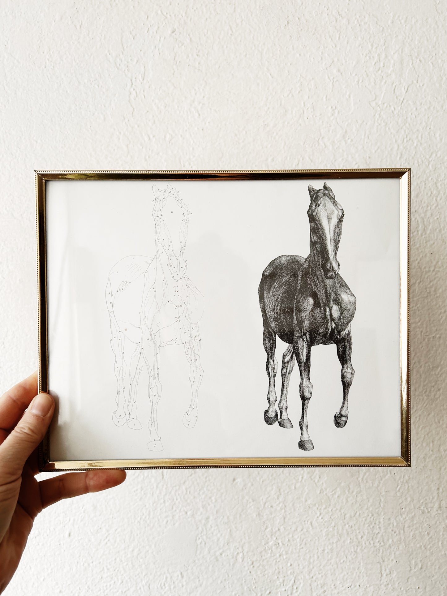 Vintage Framed George Stubbs Book Plate