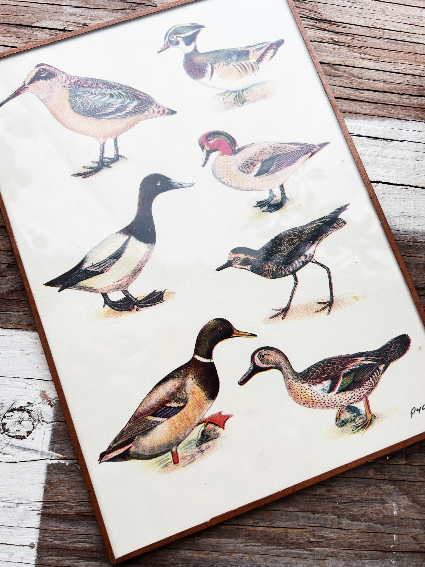 Vintage Framed Illustration