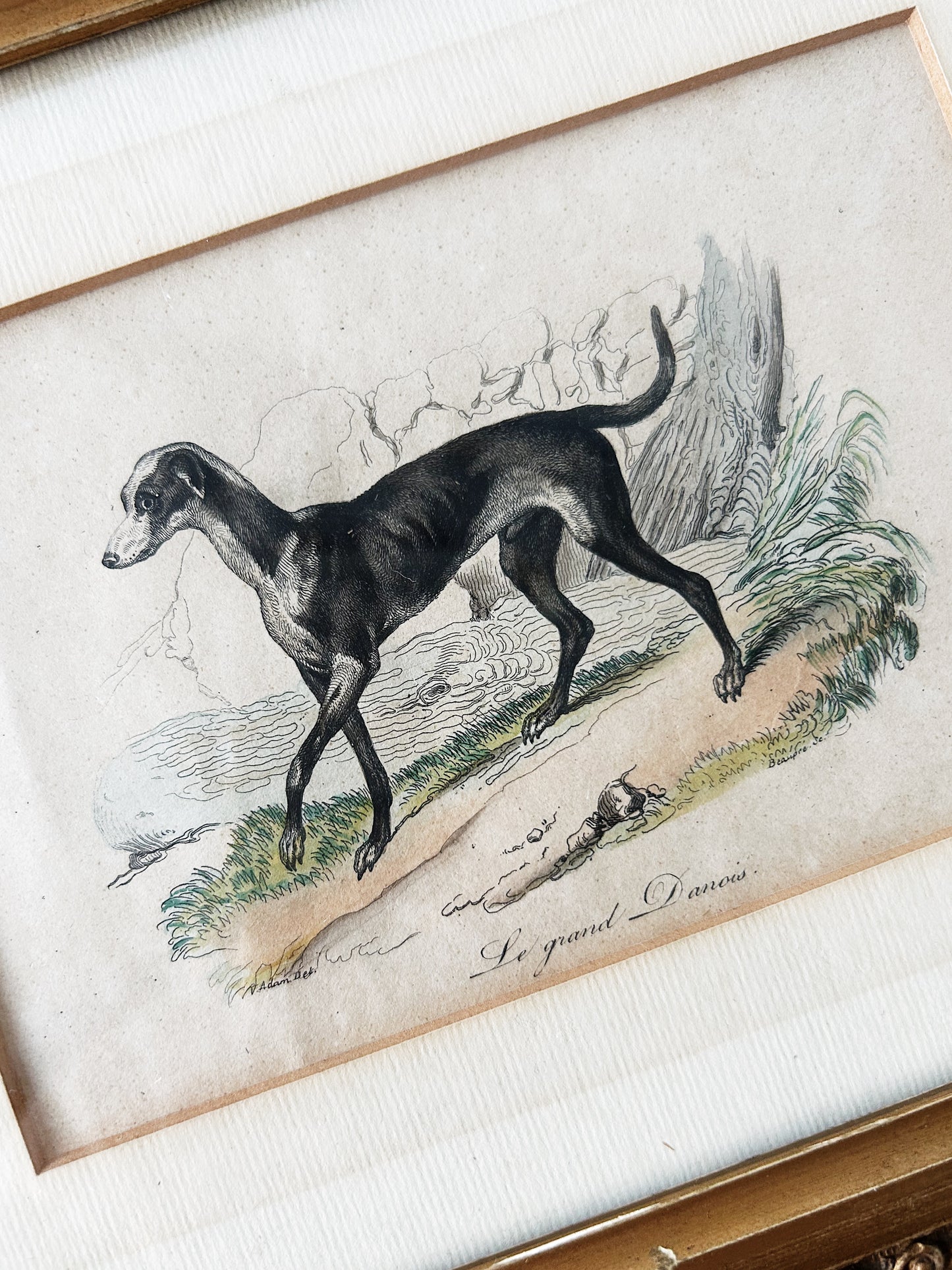 Antique French Great Dane Etching