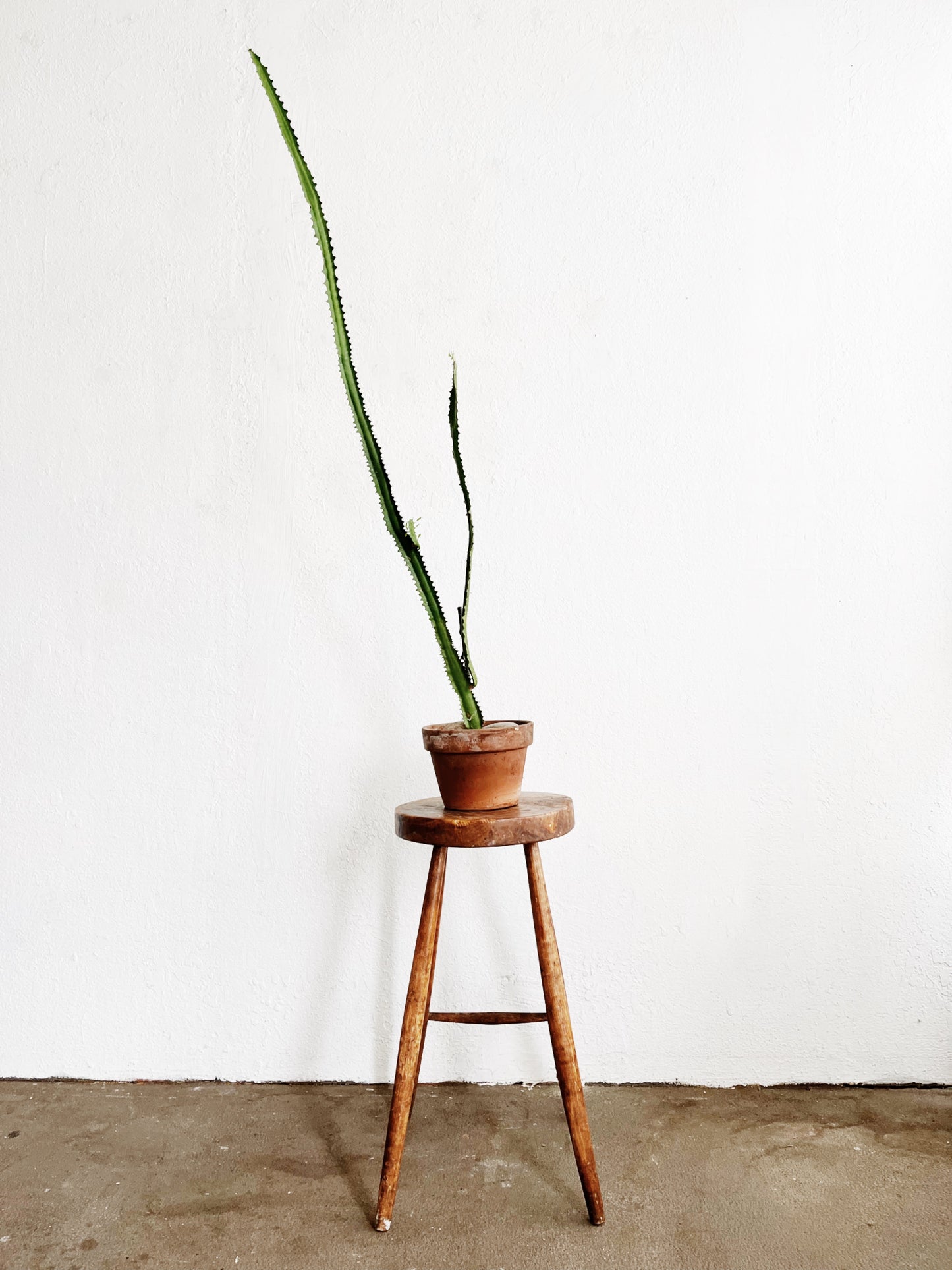 Primitive Maple Stool