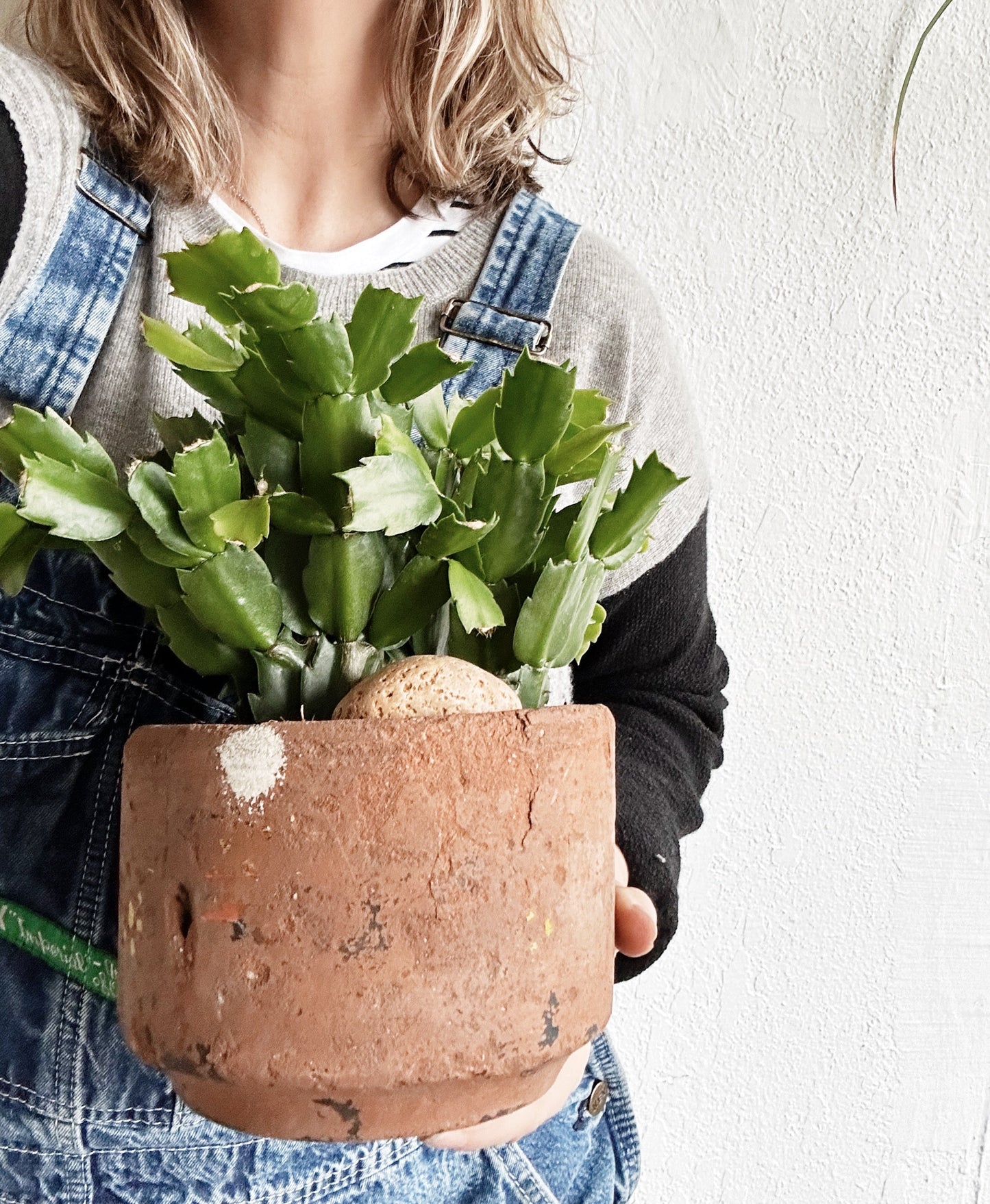 Potted Flowering Cactus