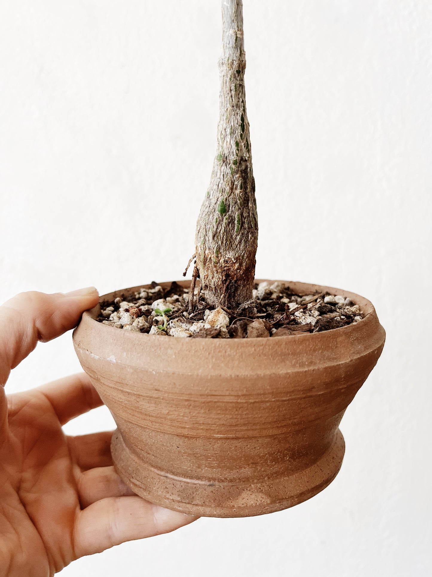 Pseudobombax Ellipticum in Clay