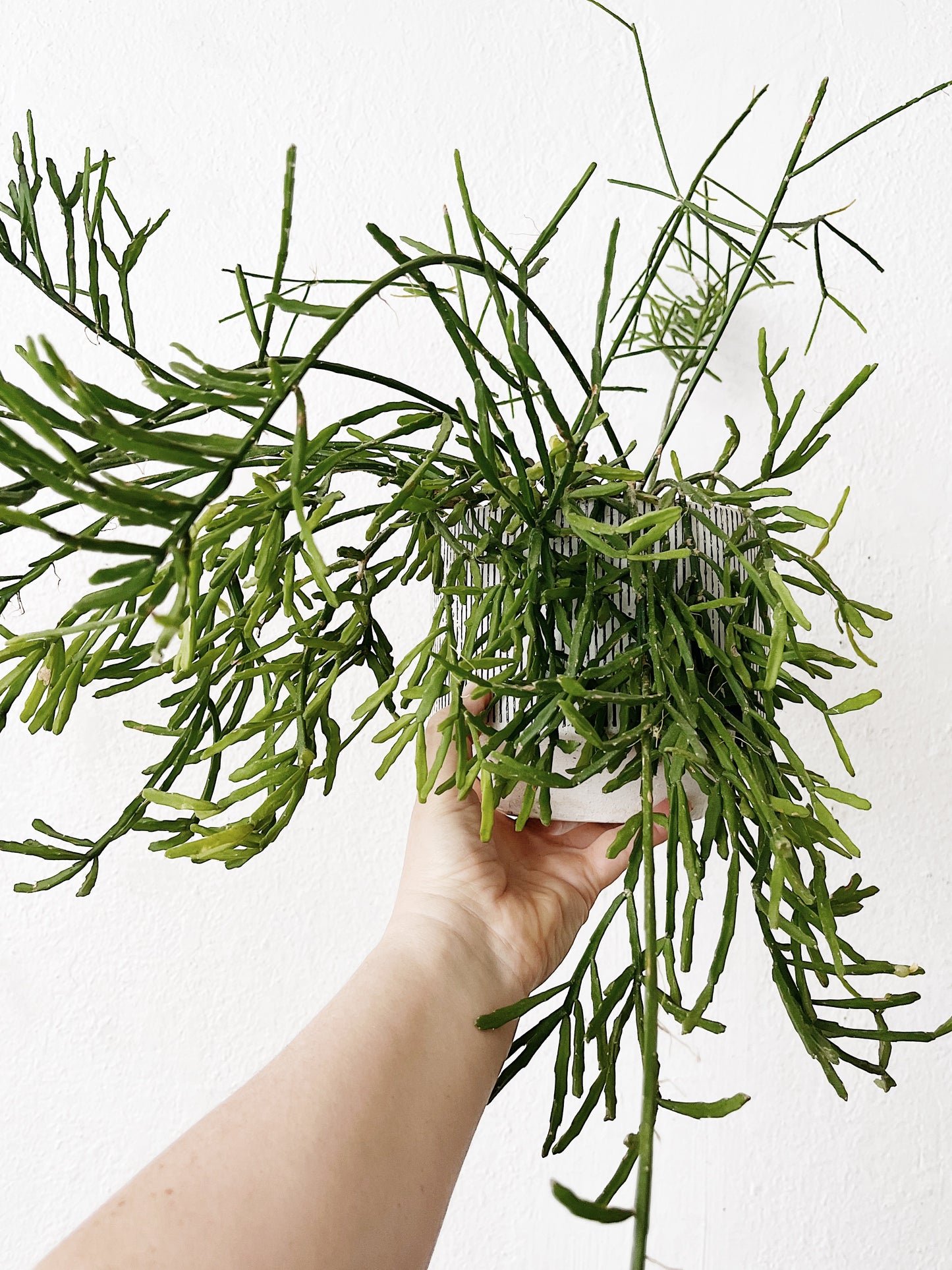 Rhipsalis Ewaldiana in Ceramic