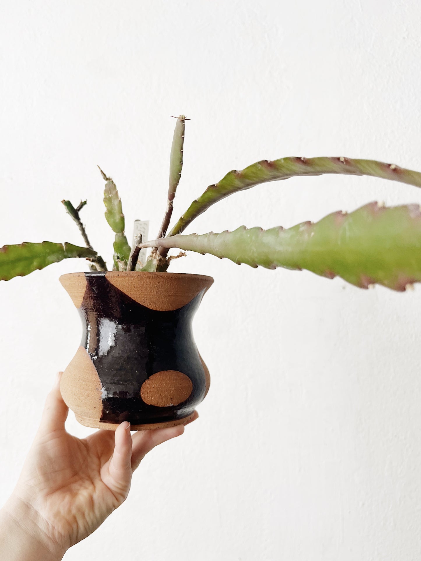 Rare Epiphylum Cactus Potted in Handmade Ceramic