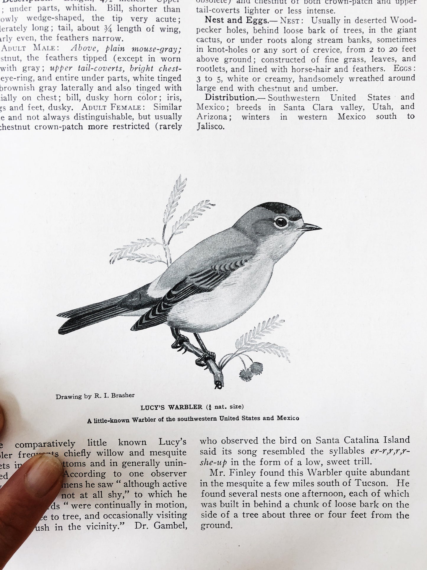 Vintage 1940s Audubon Birds of America Guide