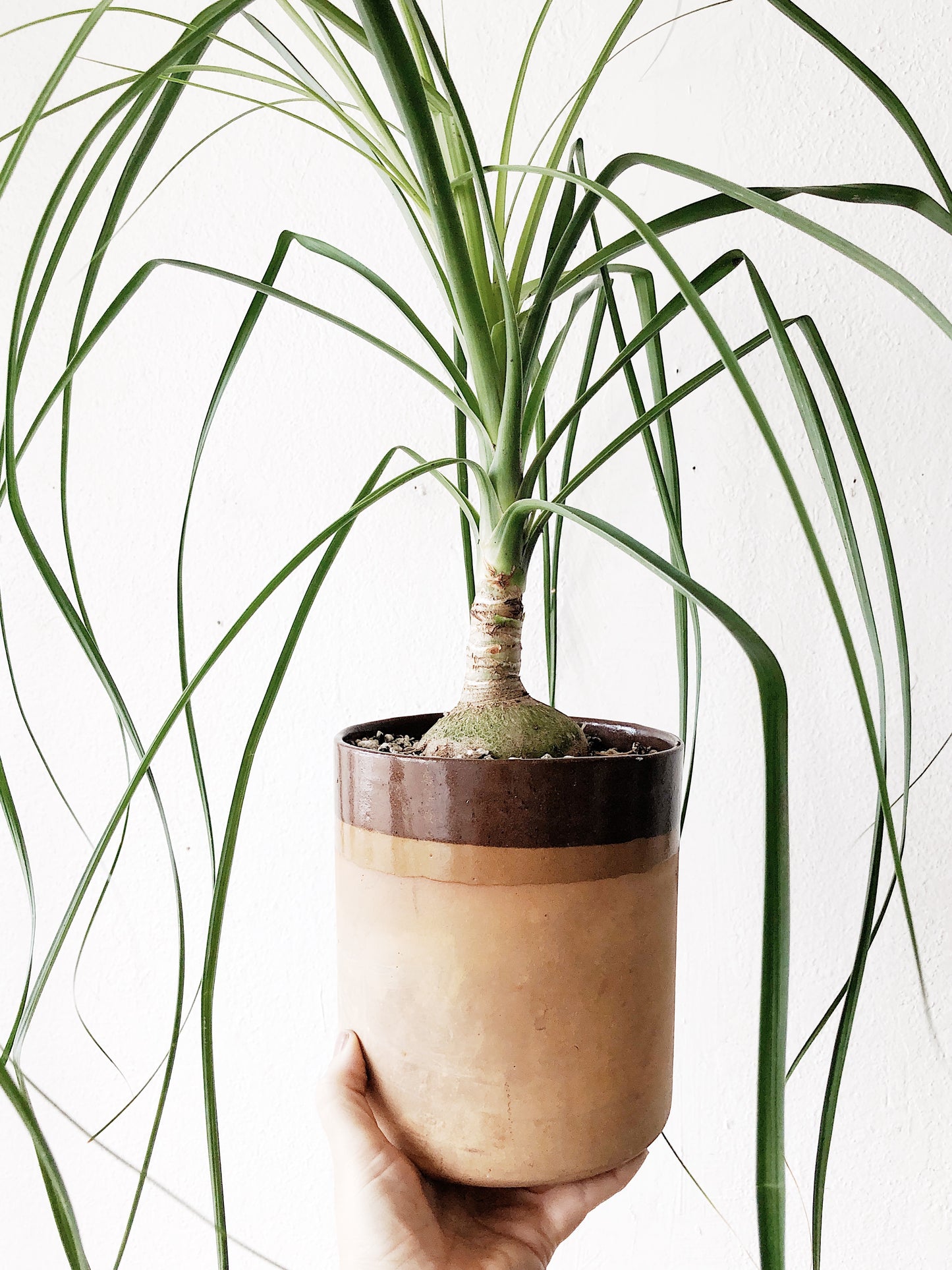 Ponytail Palm Potted in Vintage Crock