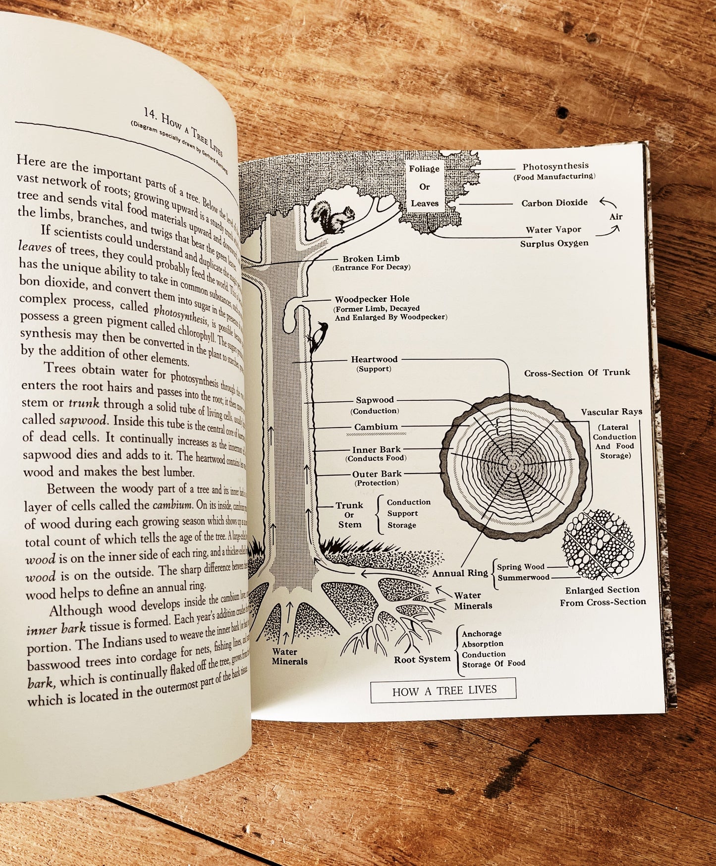 Vintage Natural History Book