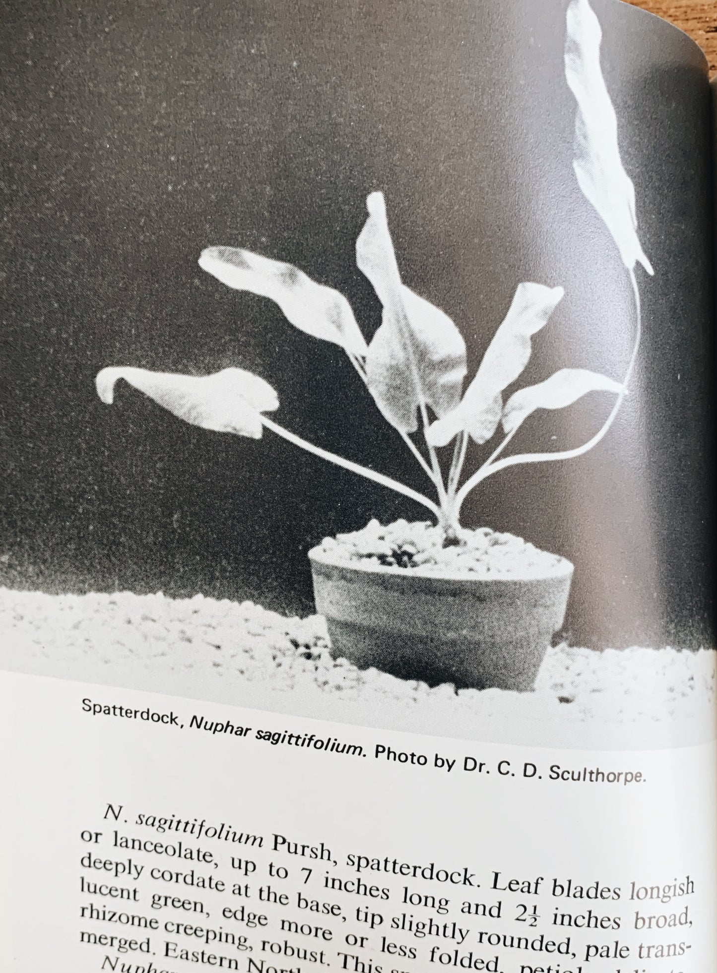 Aquarium Plants Vintage Book