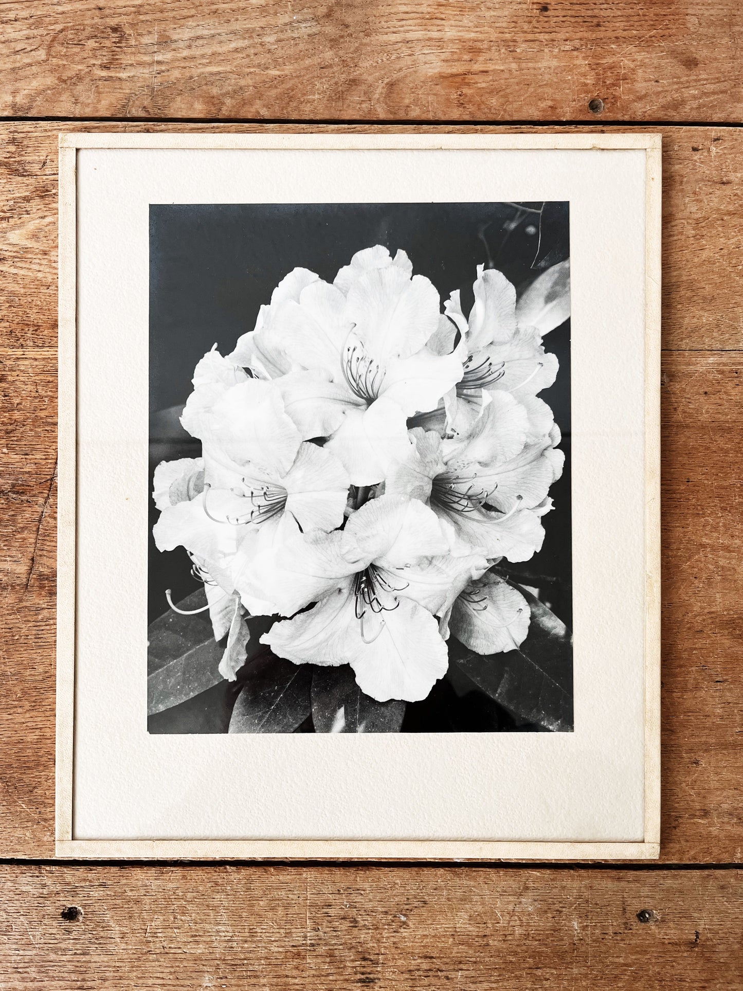 Vintage Original Botanical Photograph