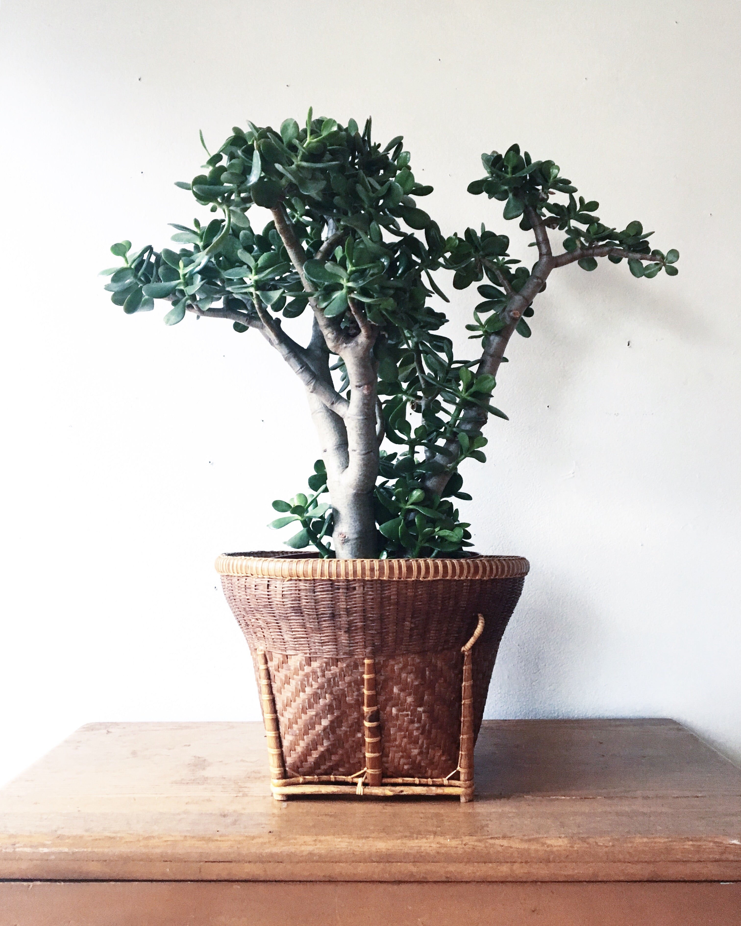 mature jade plant for sale Mature Jade Plant – Maven Collective
