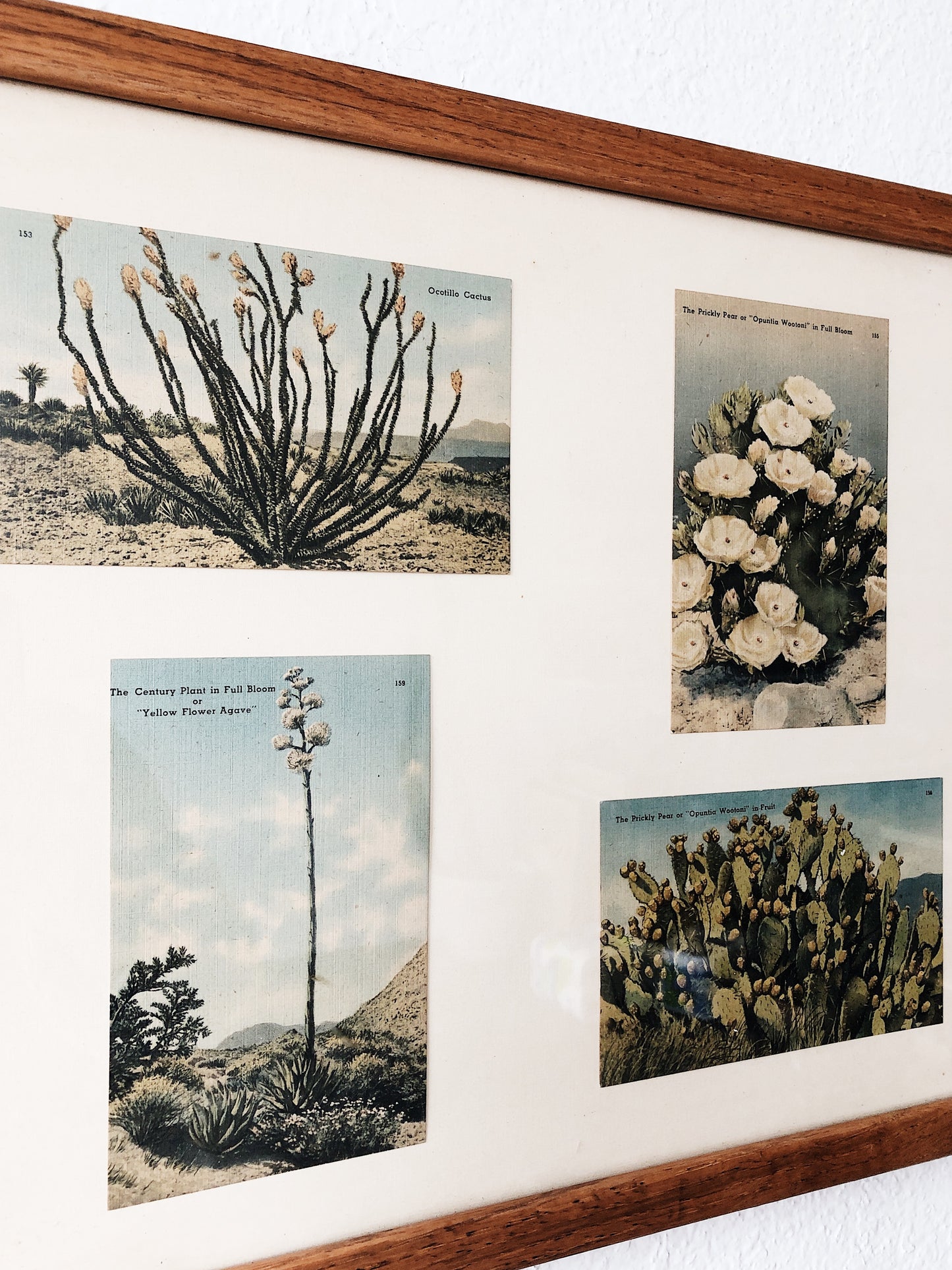Vintage Cactus Postcard Collection
