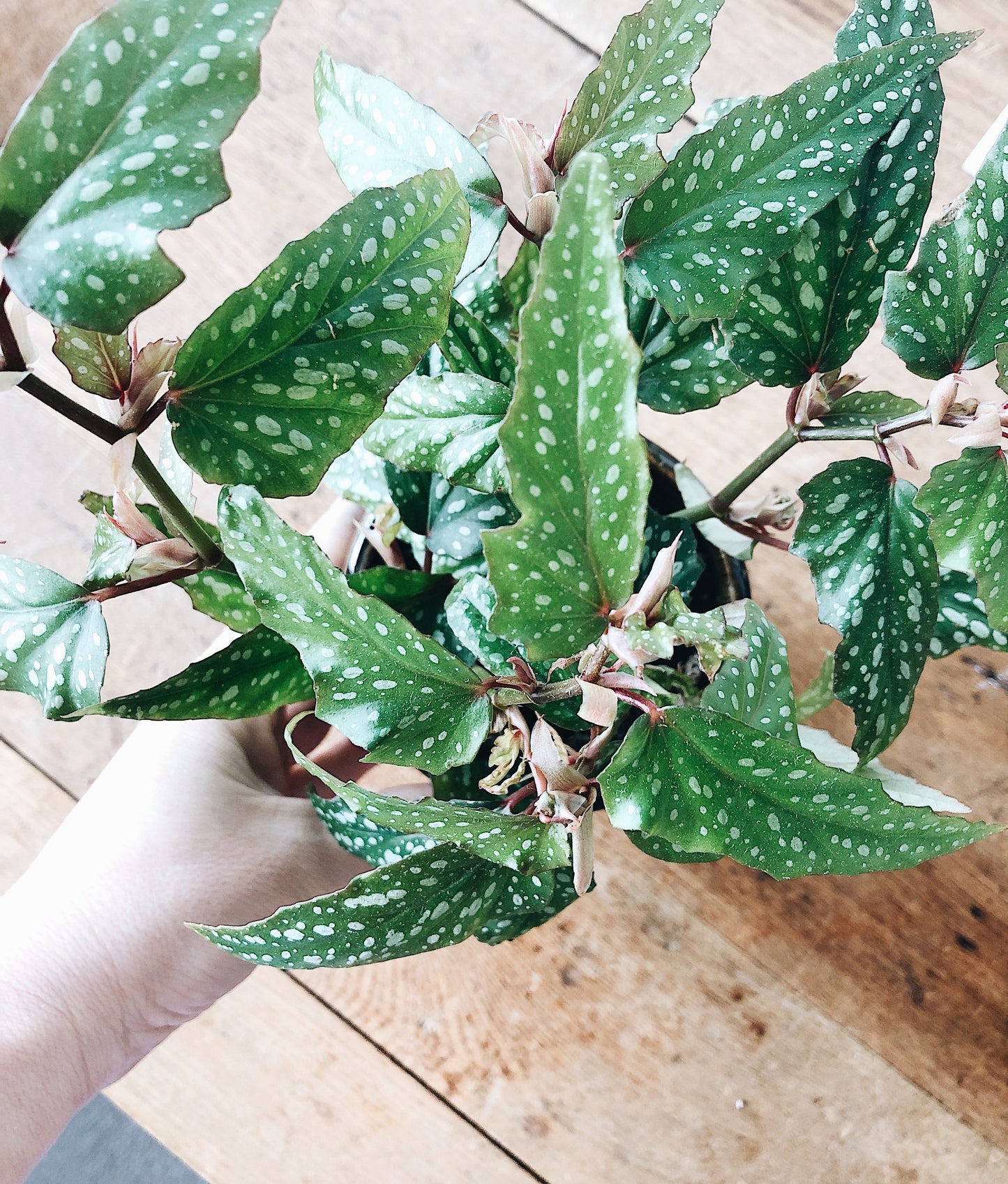 Begonia in Vintage Pottery