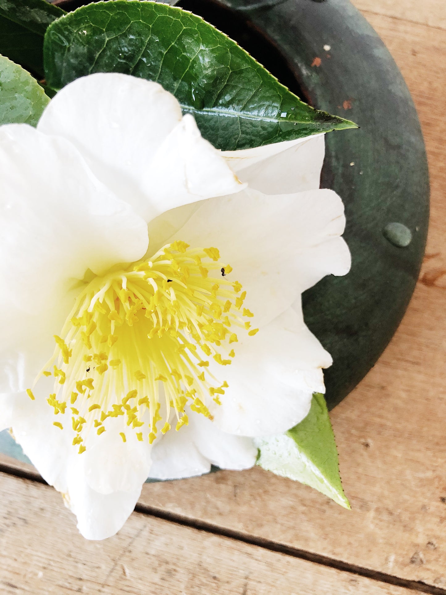 Vintage Ikebana Planter