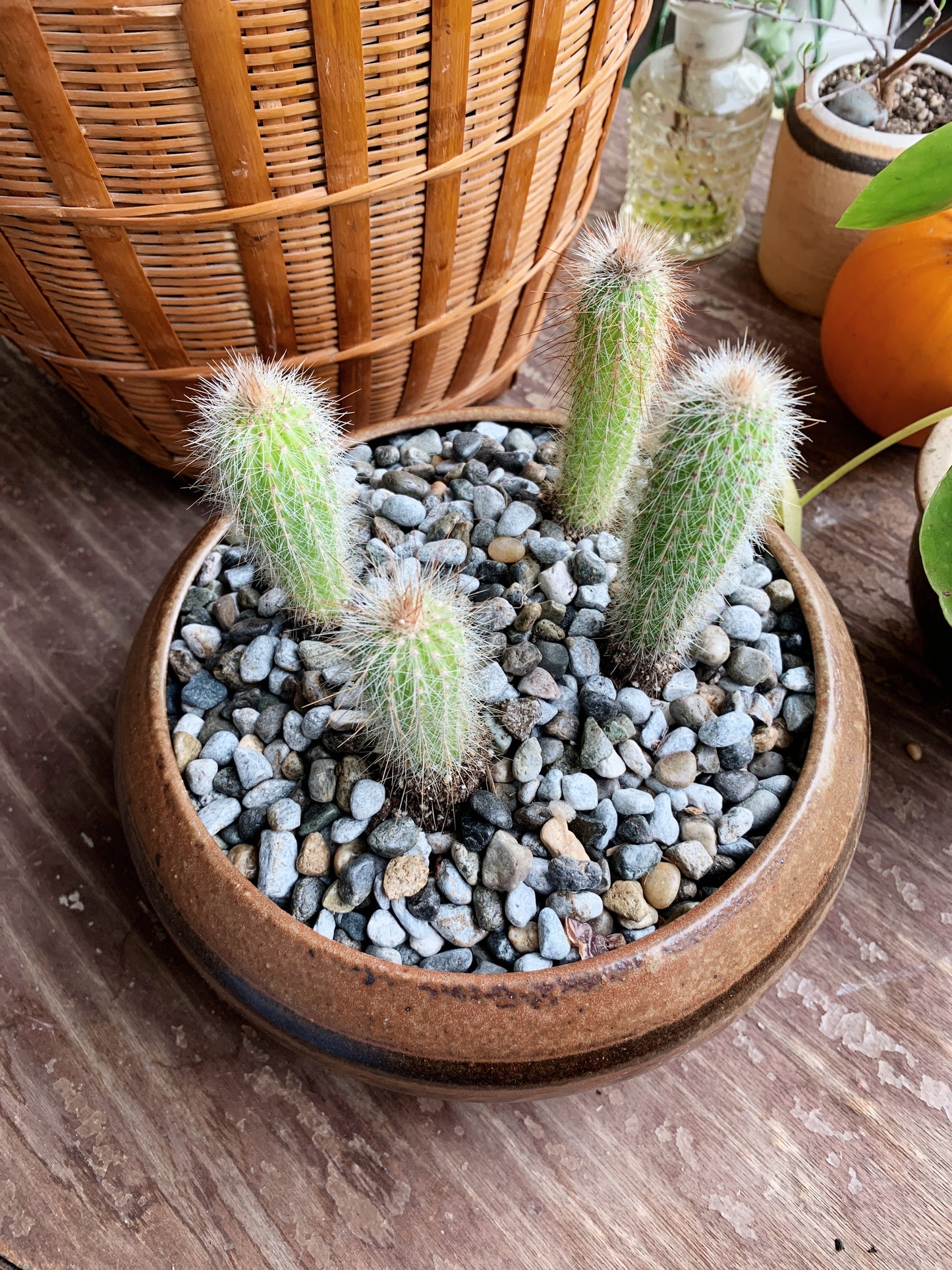 Potted Cactus Garden