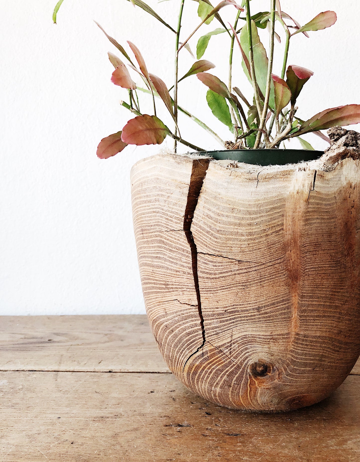 Live Edge Wood Planter with Epiphylum