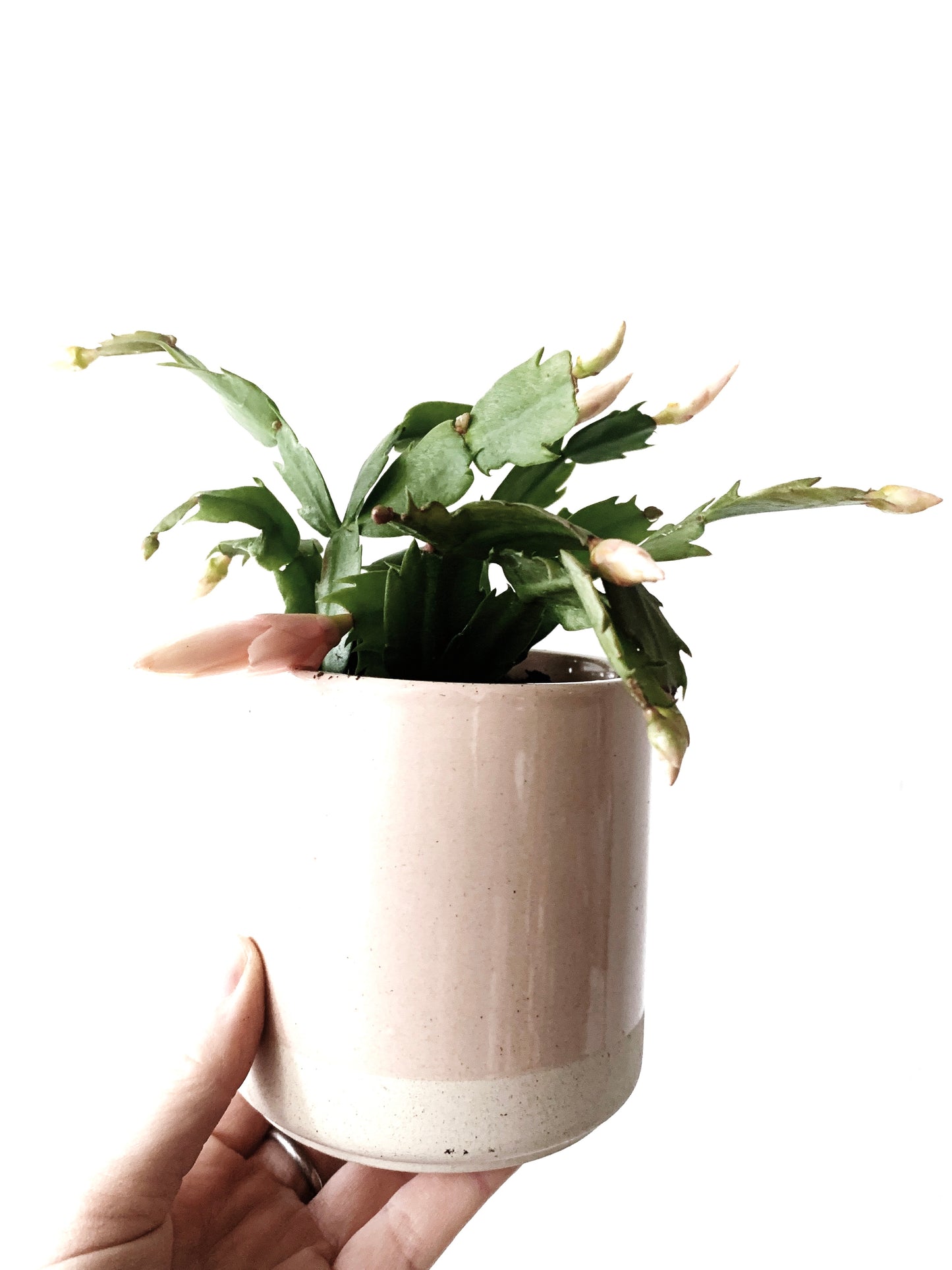 Potted Christmas Cactus