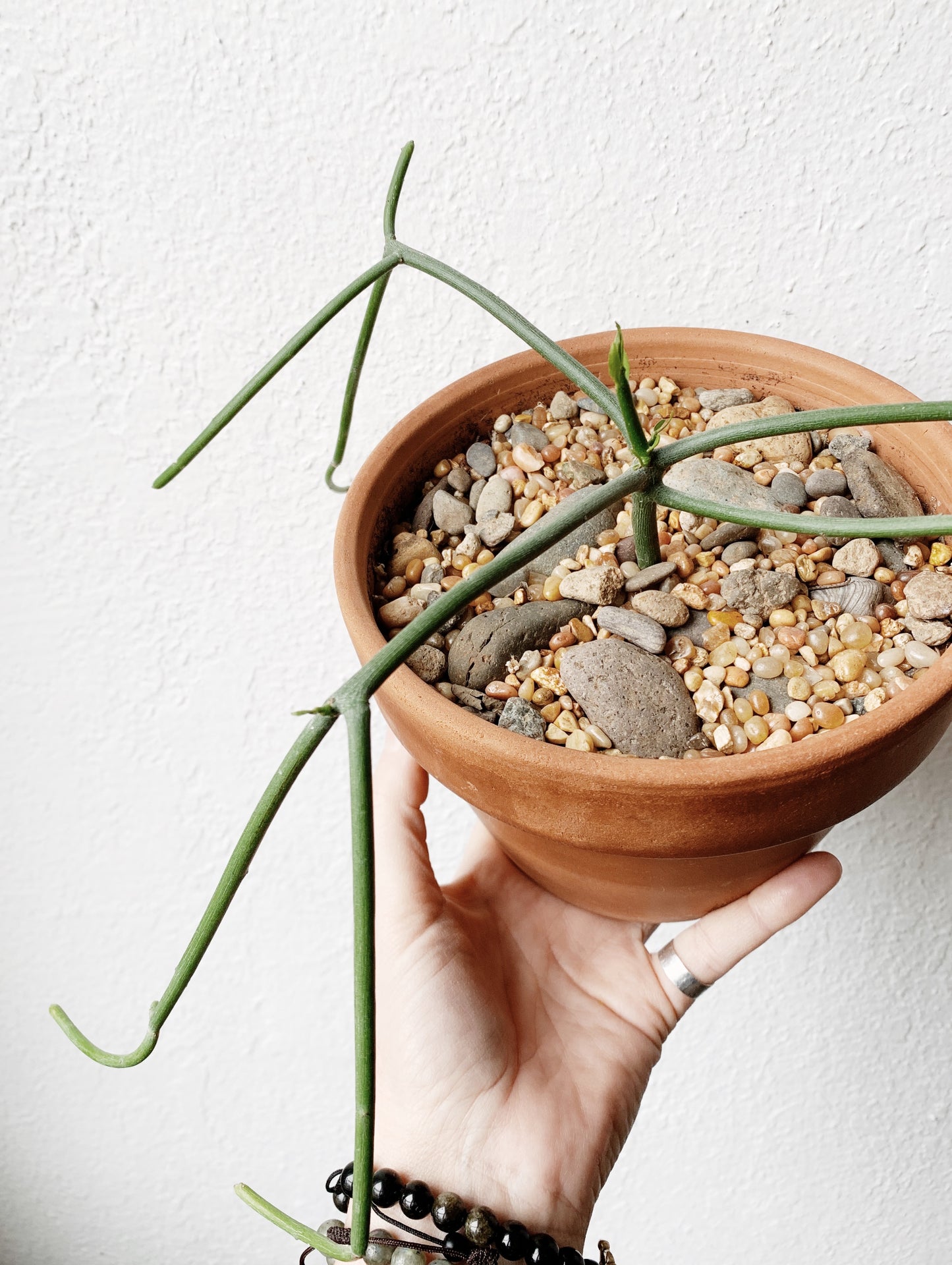 Walking Stick Cactus in Terra Cotta