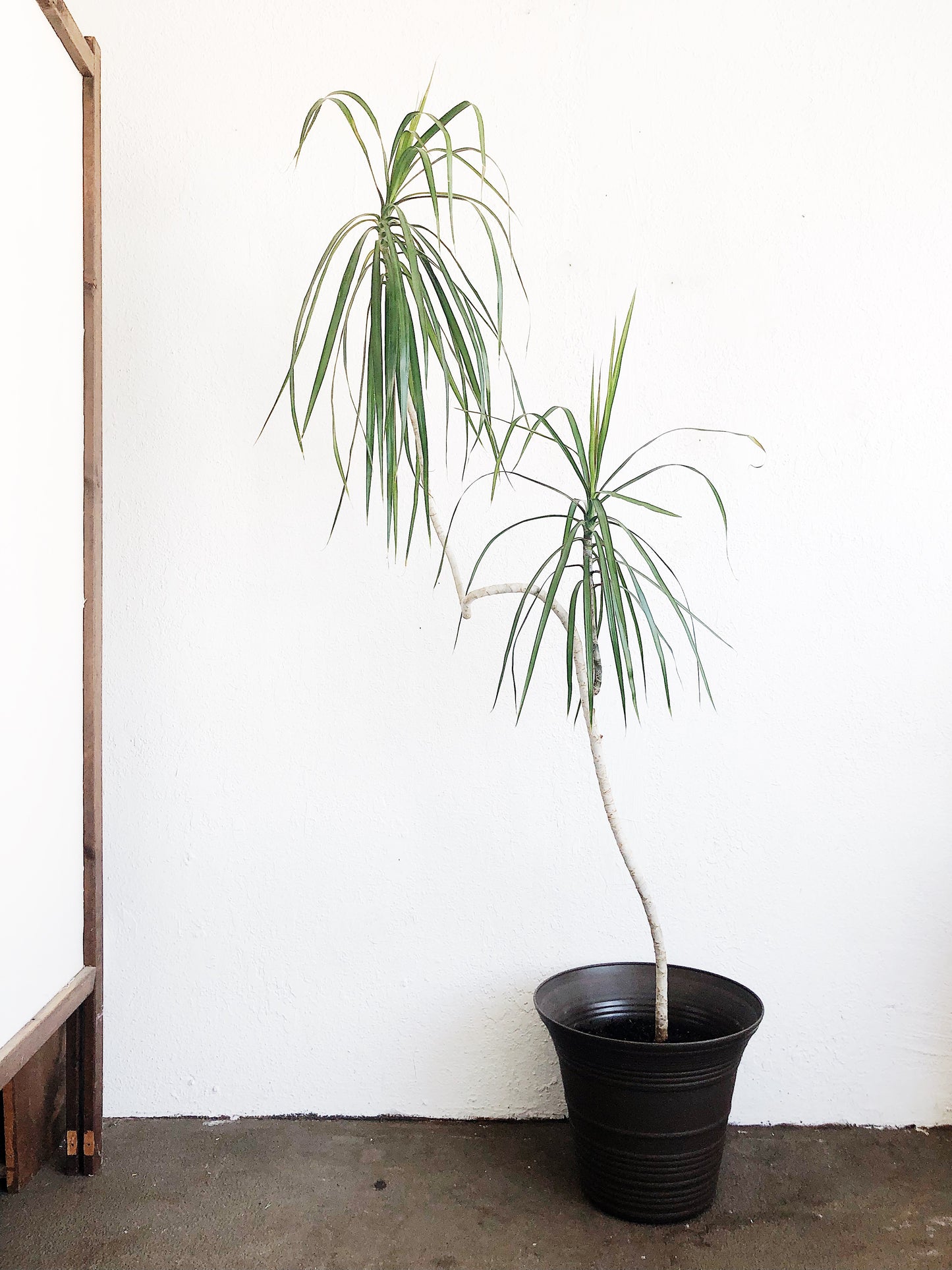 Tall Potted Dracaena Palm