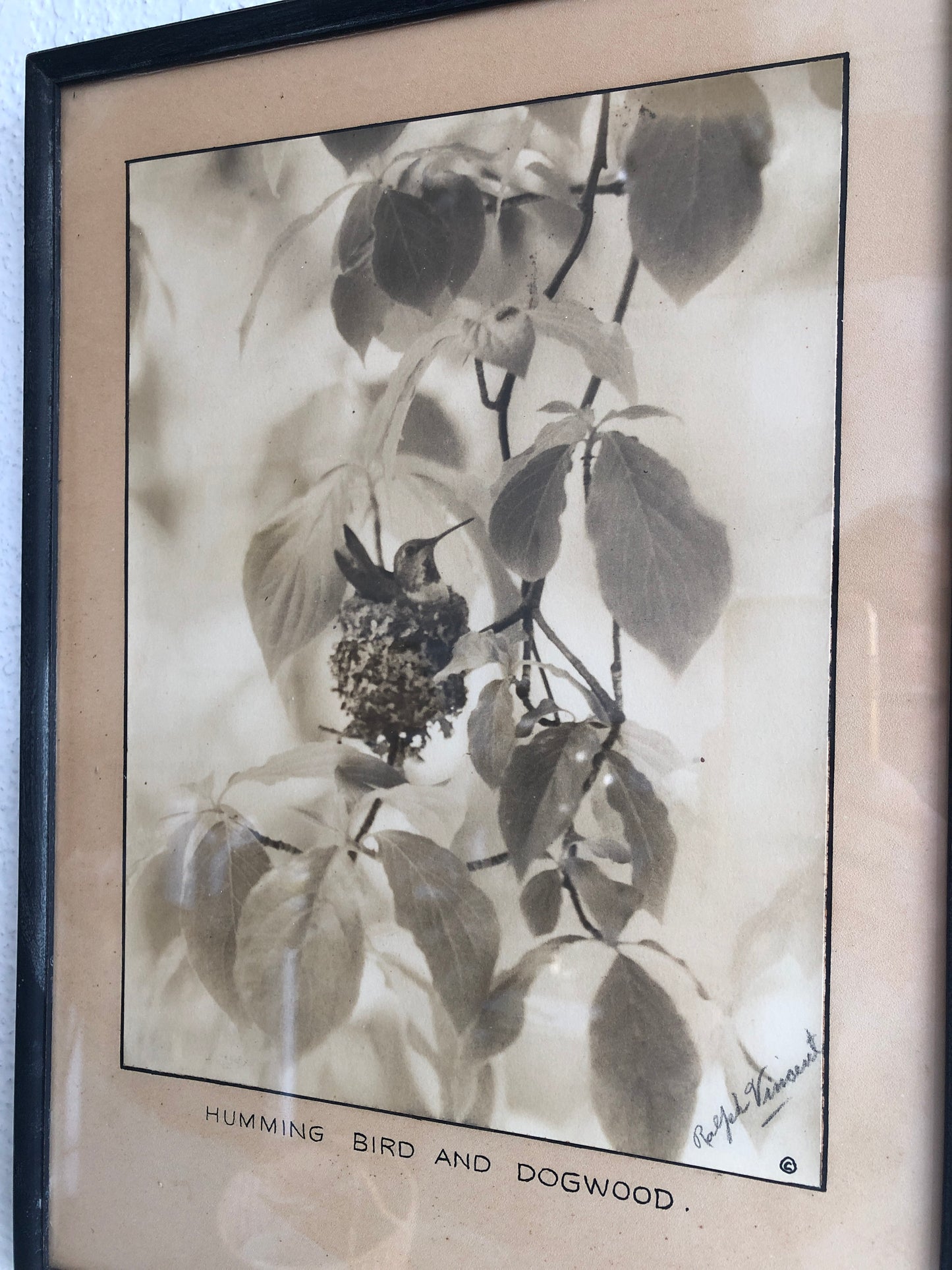 Vintage Framed Hummingbird Litho