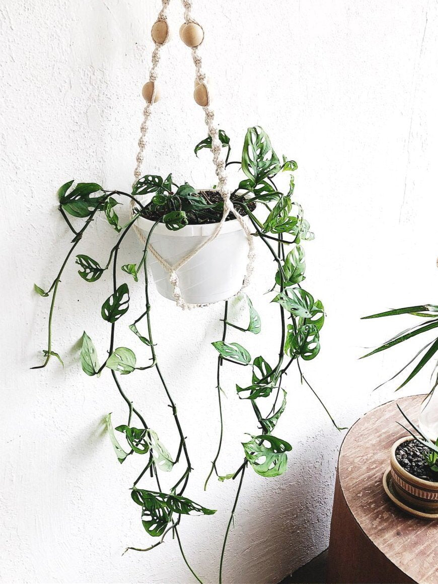 Monstera Adansonii in Macrame – Maven Collective