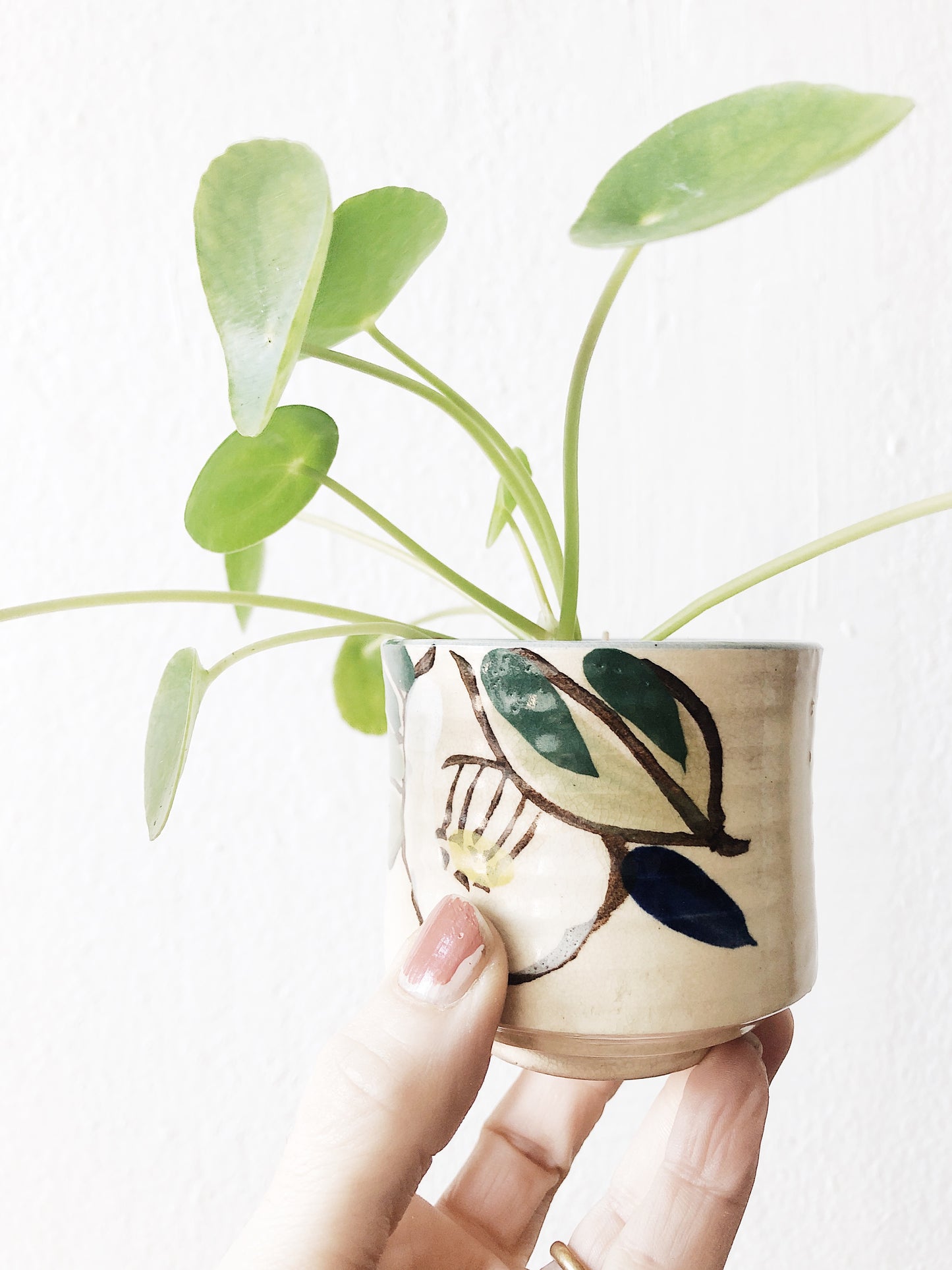 Pilea in 1940s Pottery