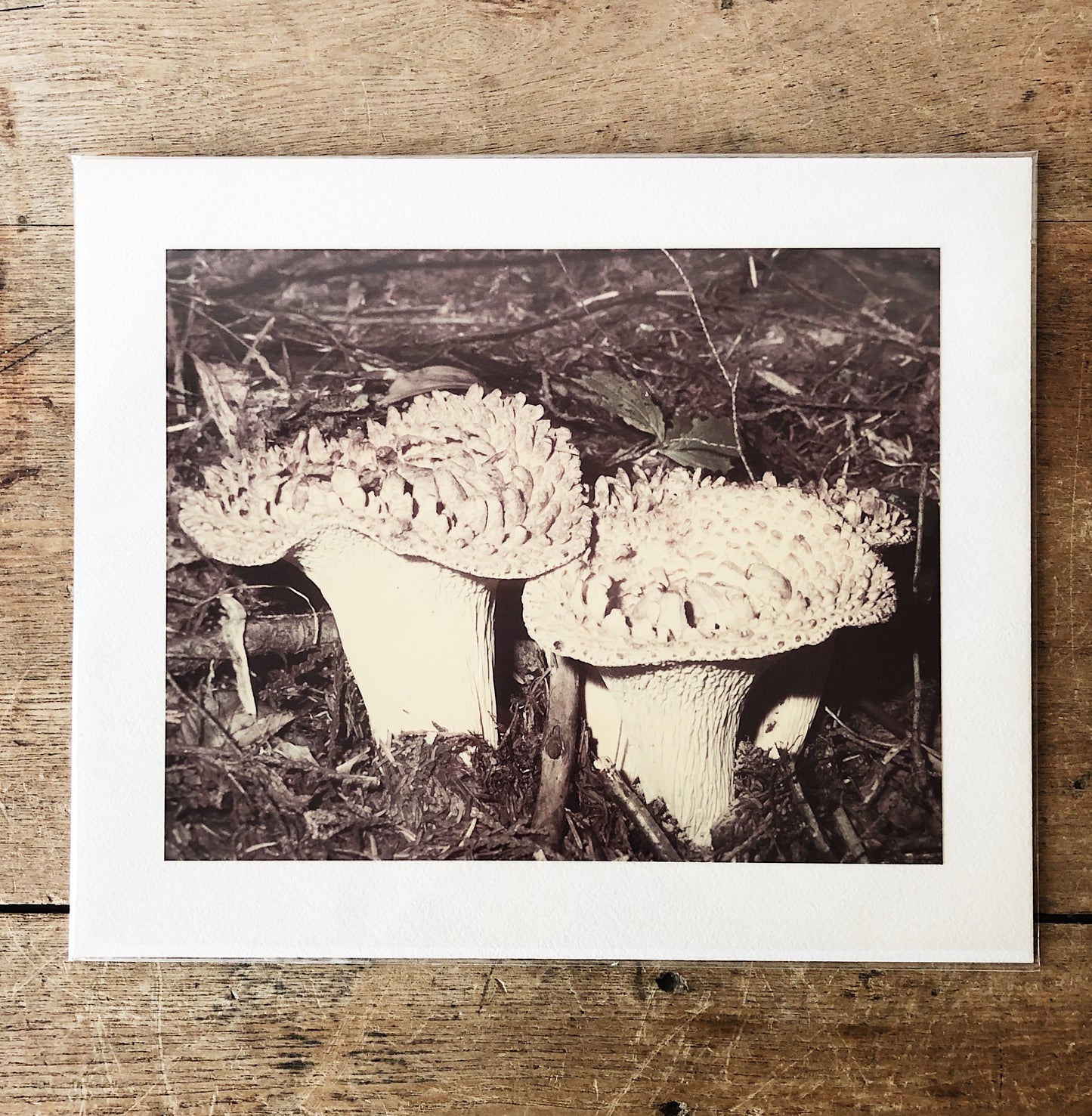 Vintage Mushroom Film Photo