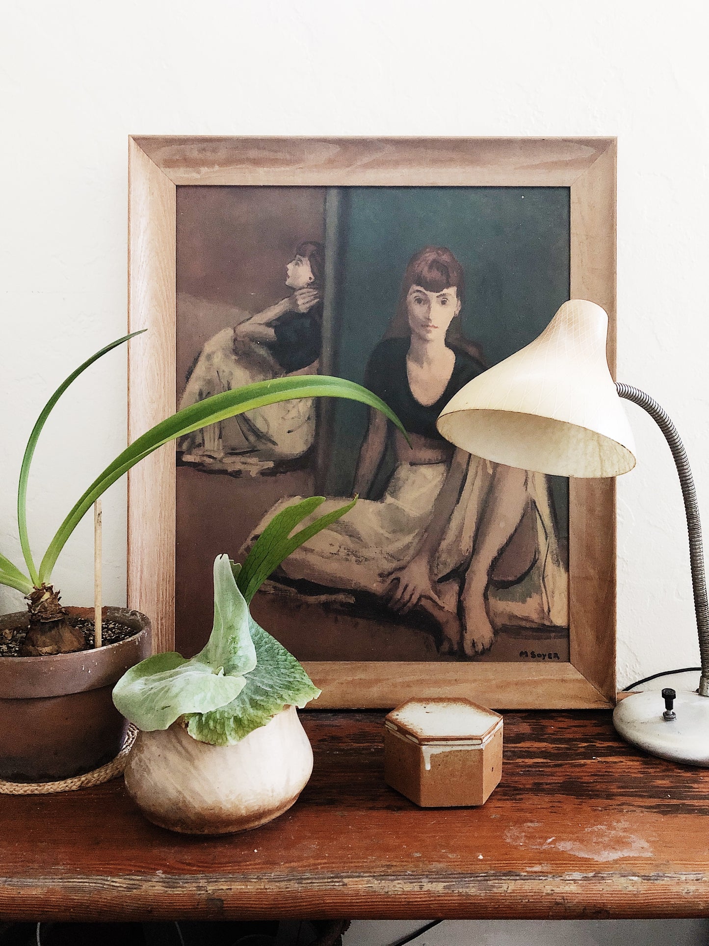 Platycerium in Vintage Wood Planter