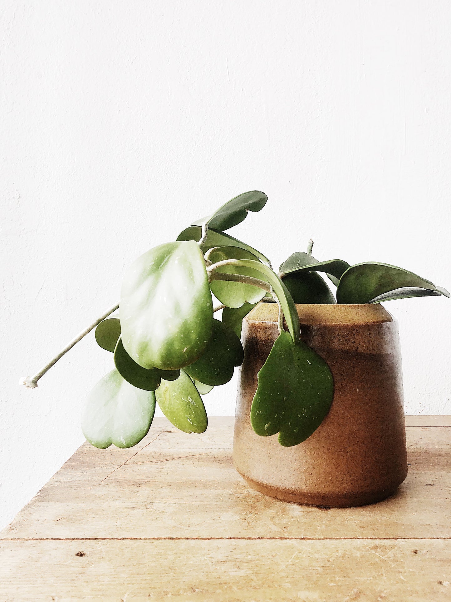 Hoya Kerrii in Vintage Stoneware