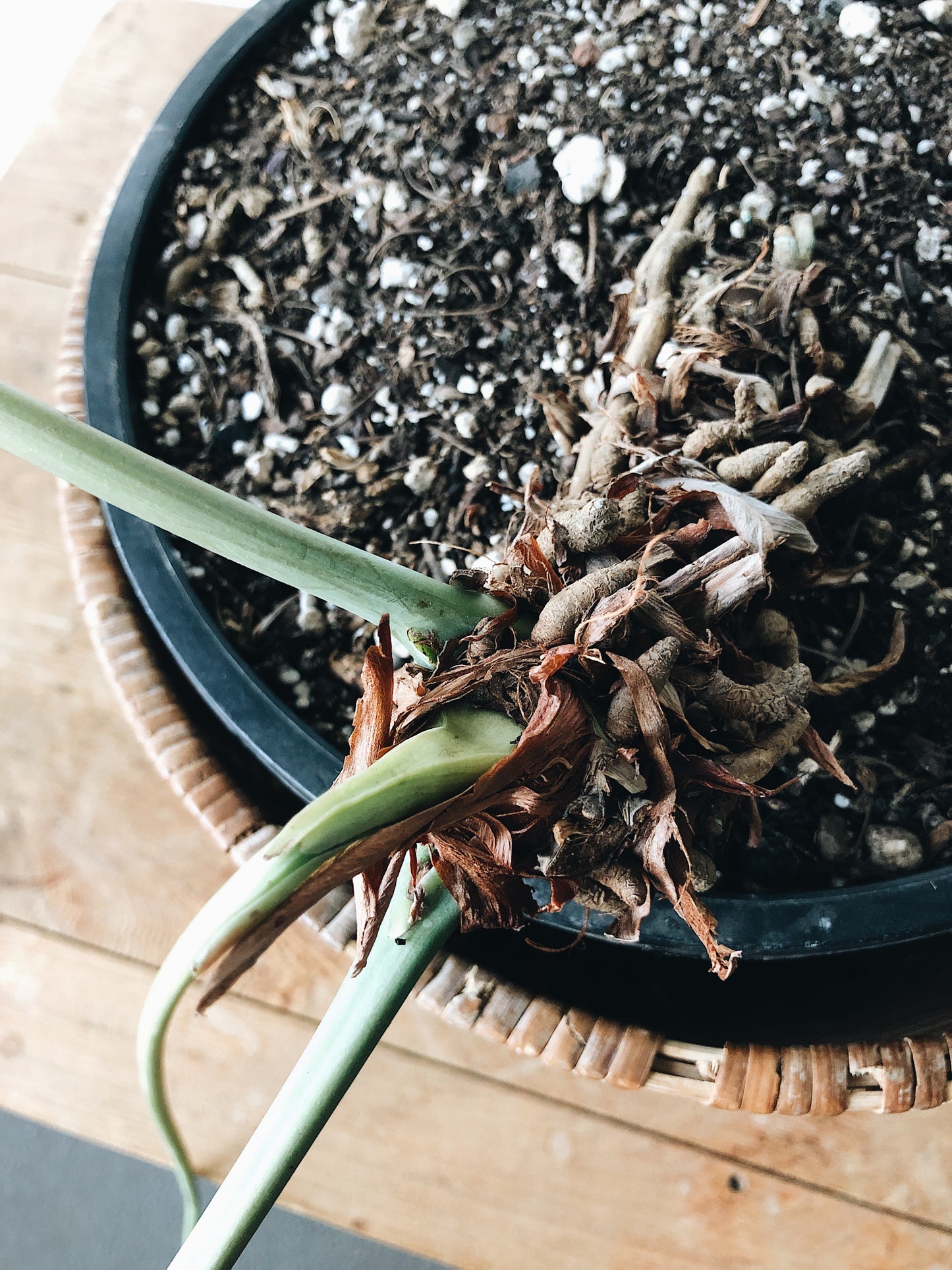 Mature Anthurium Pedatum