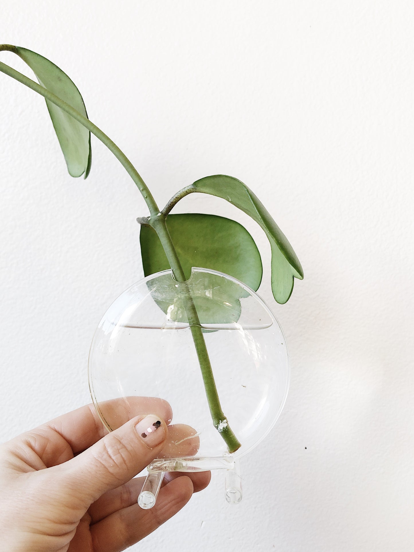 Glass Windowsill Propagation Vase