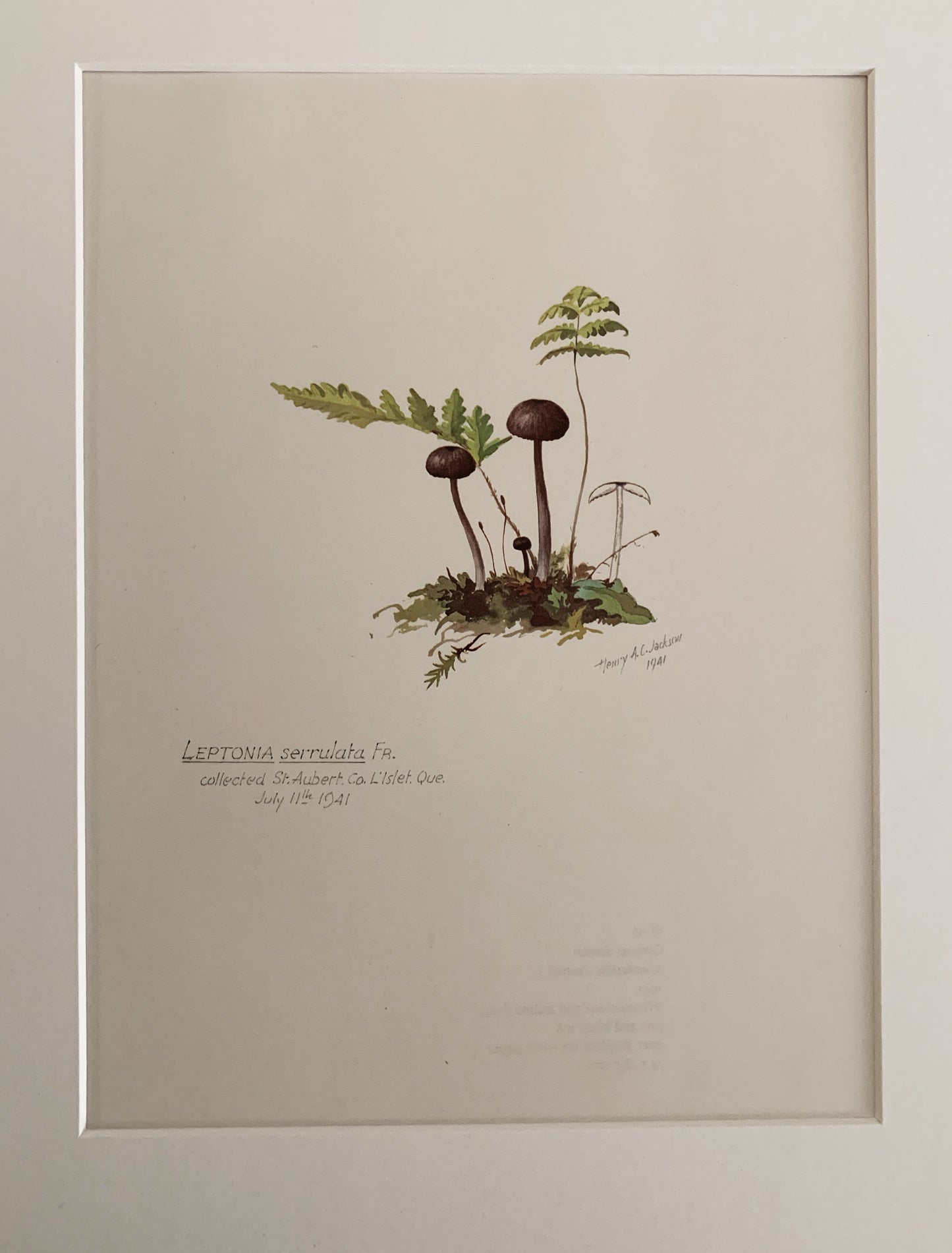 Vintage 1970’s Matted Mushroom Prints 11x14”