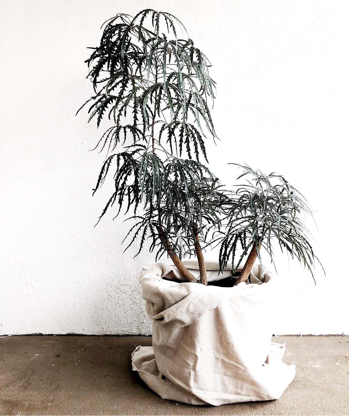 Mature Schefflera Elegantissima Floor Plant