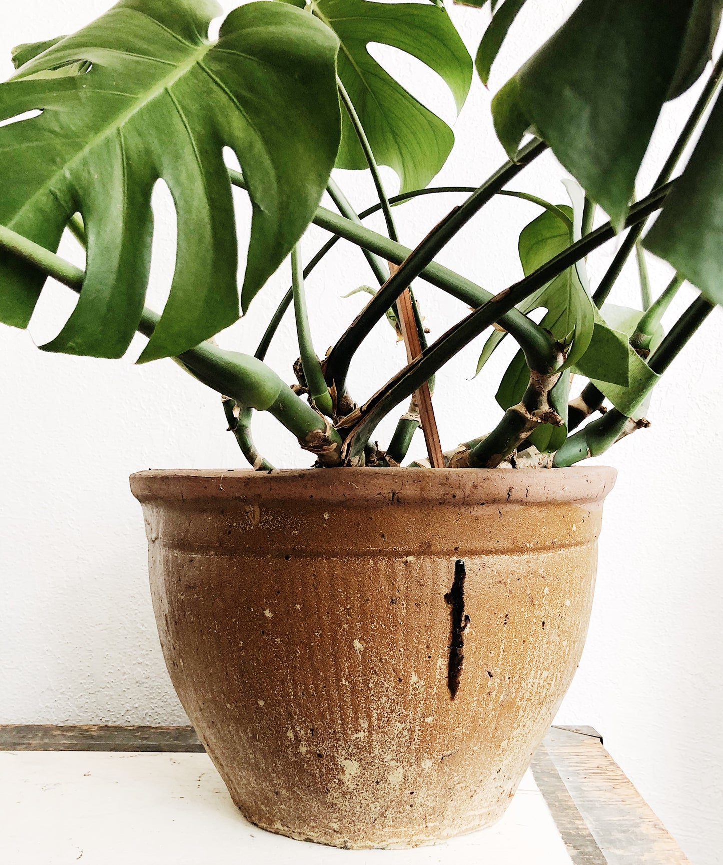 Giant Monstera in Ceramic