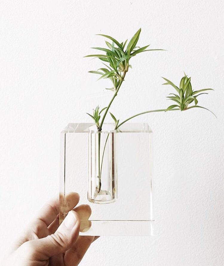 Modern Glass Propagation Vase