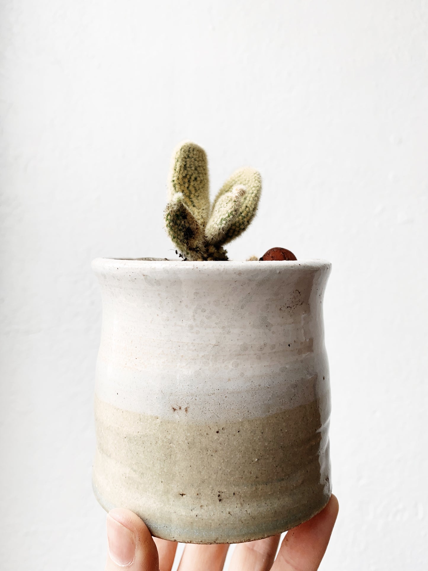 Potted Cactus