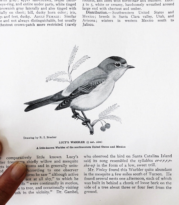 Vintage 1930s Birds of America Book