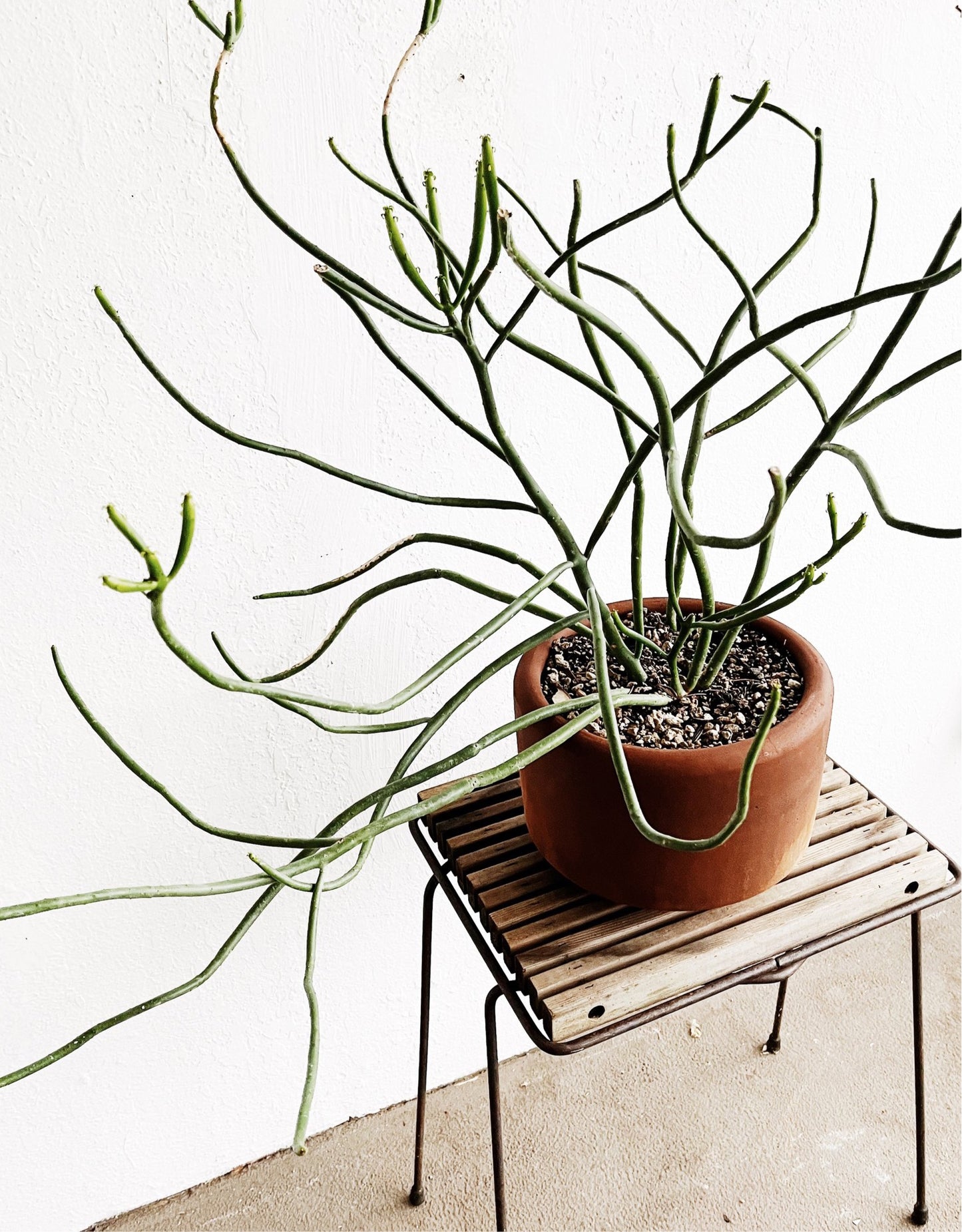 Large Euphorbia Tirucalli in Terra Cotta