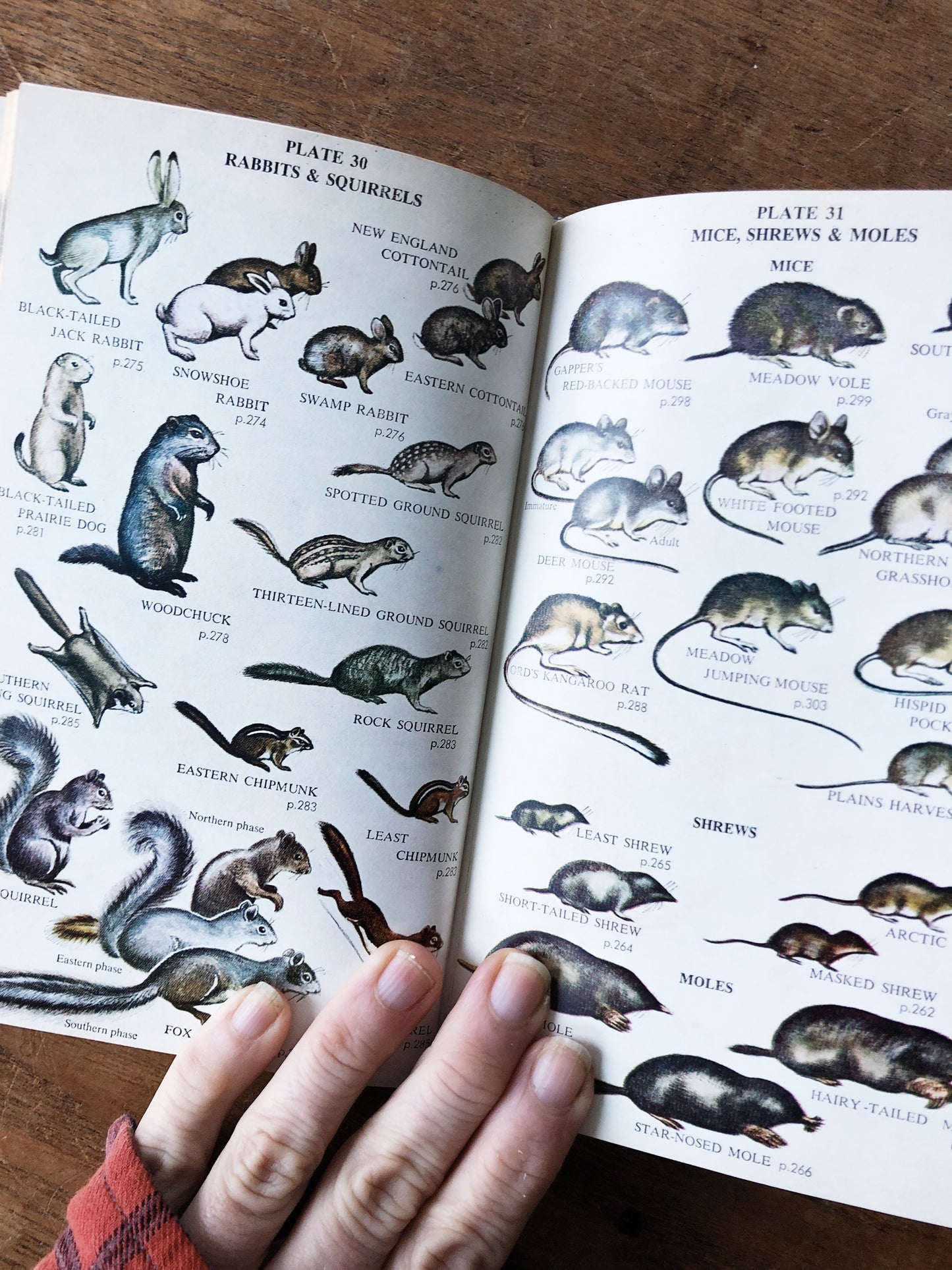 Vintage 1950s Wildlife Guide