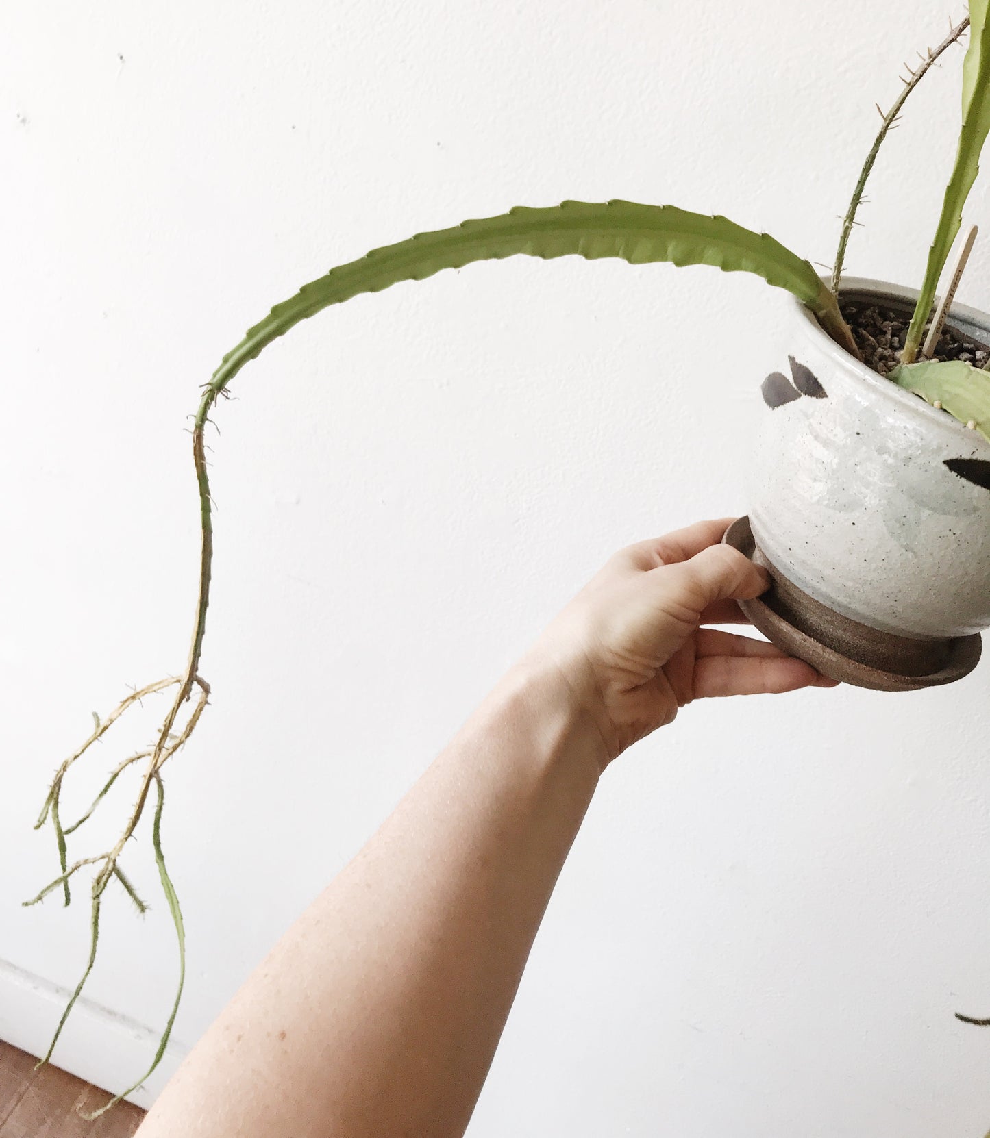 Epiphylum Cactus in Vintage Stoneware