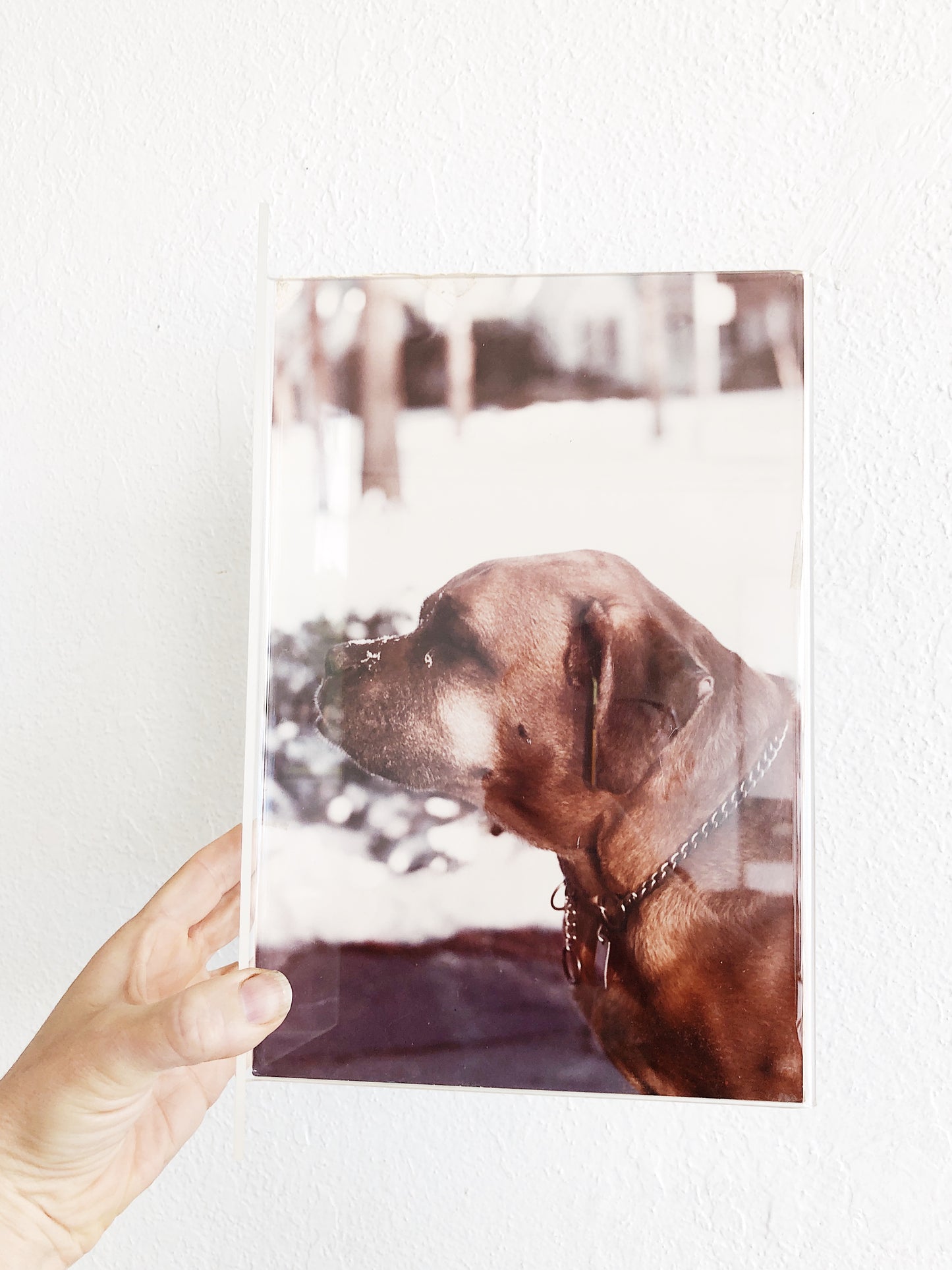 Vintage Siamese Film Photograph