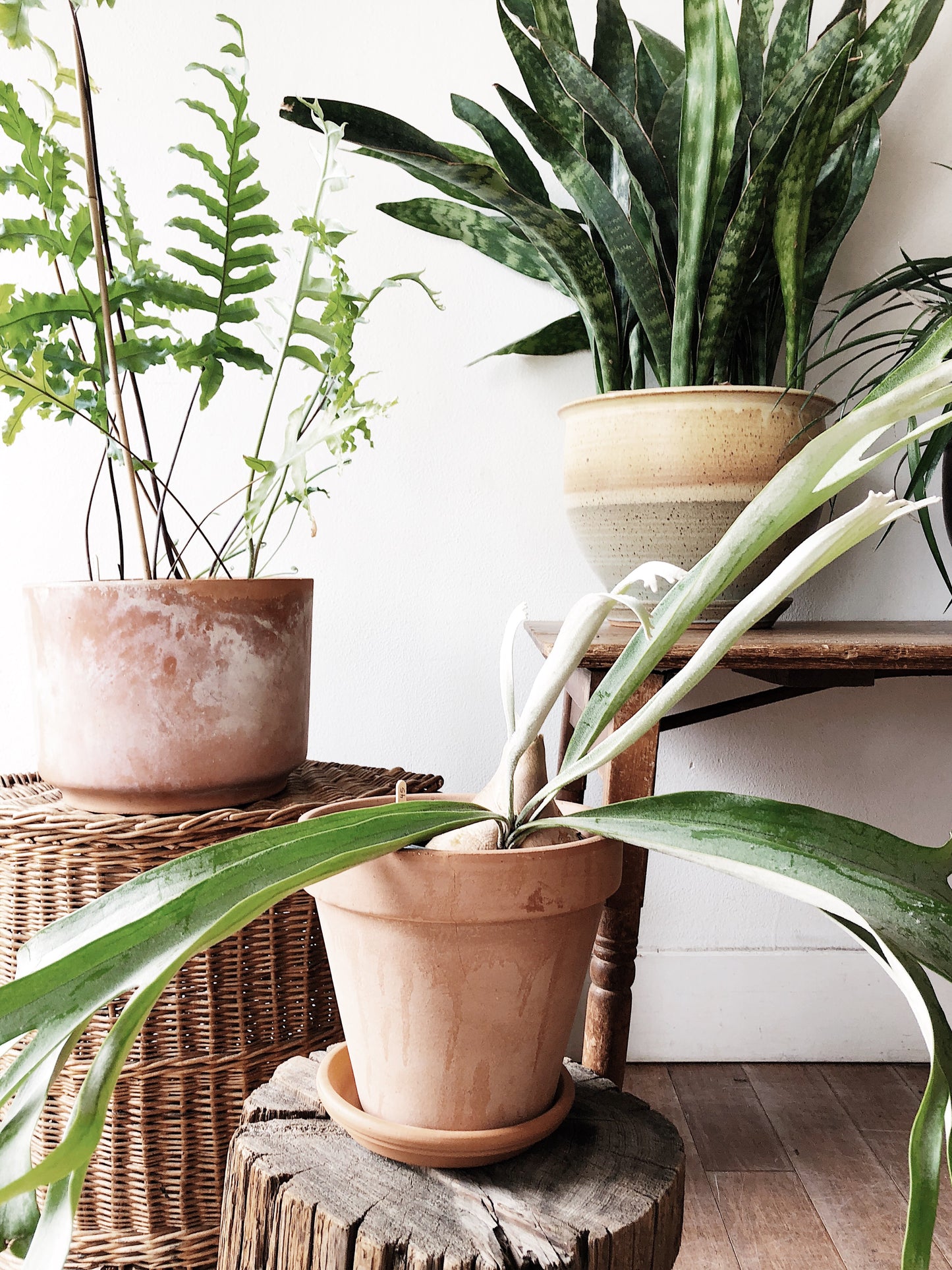 Large Potted Sanseveria Plant
