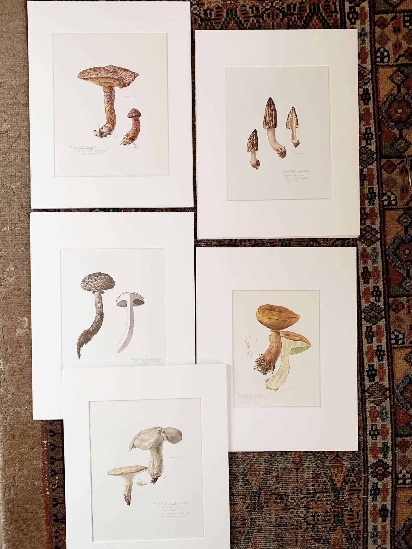 Boletinus Pictus Vintage Matted Print
