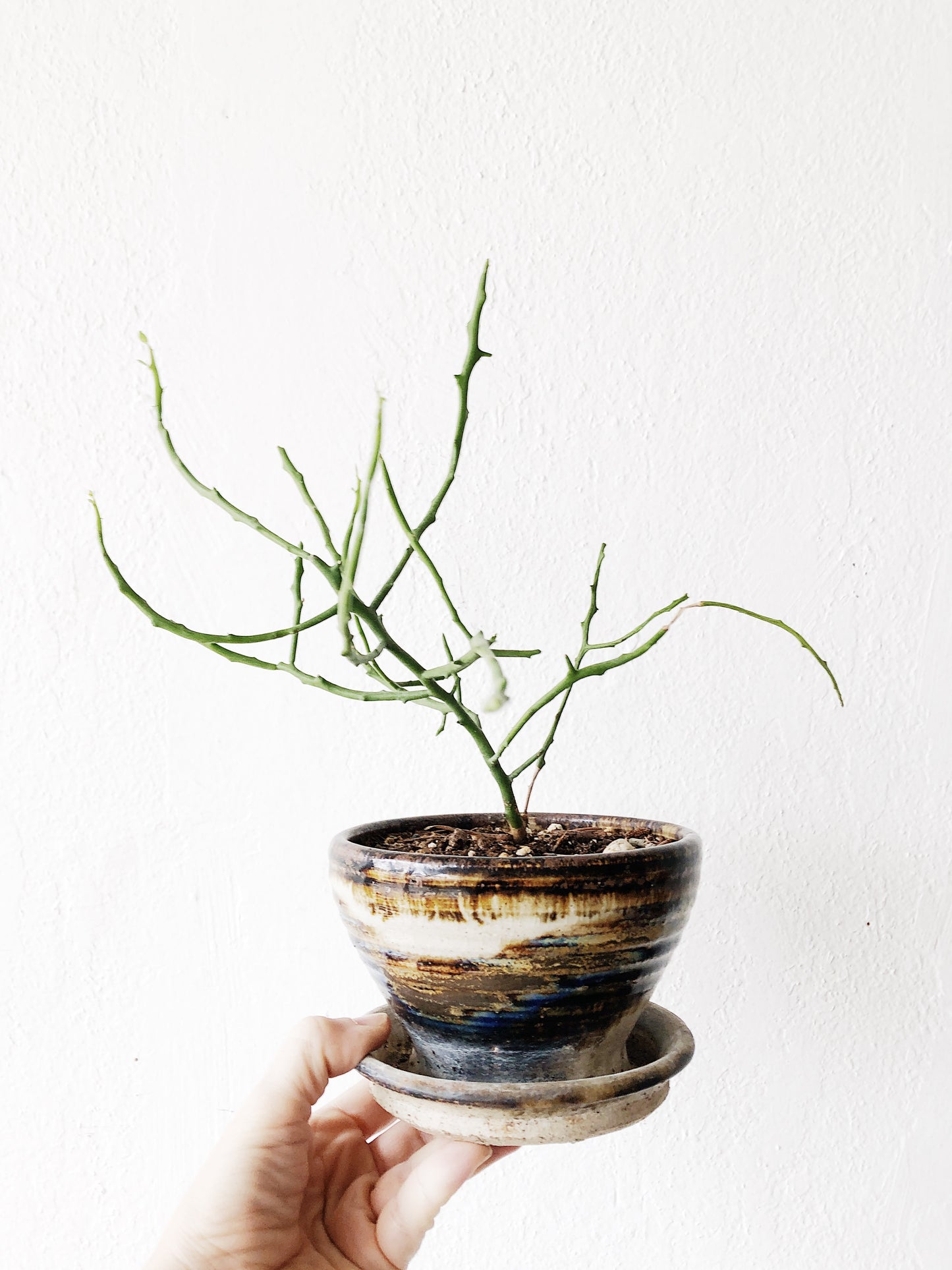 Euphorbia Potted in Vintage Ceramic