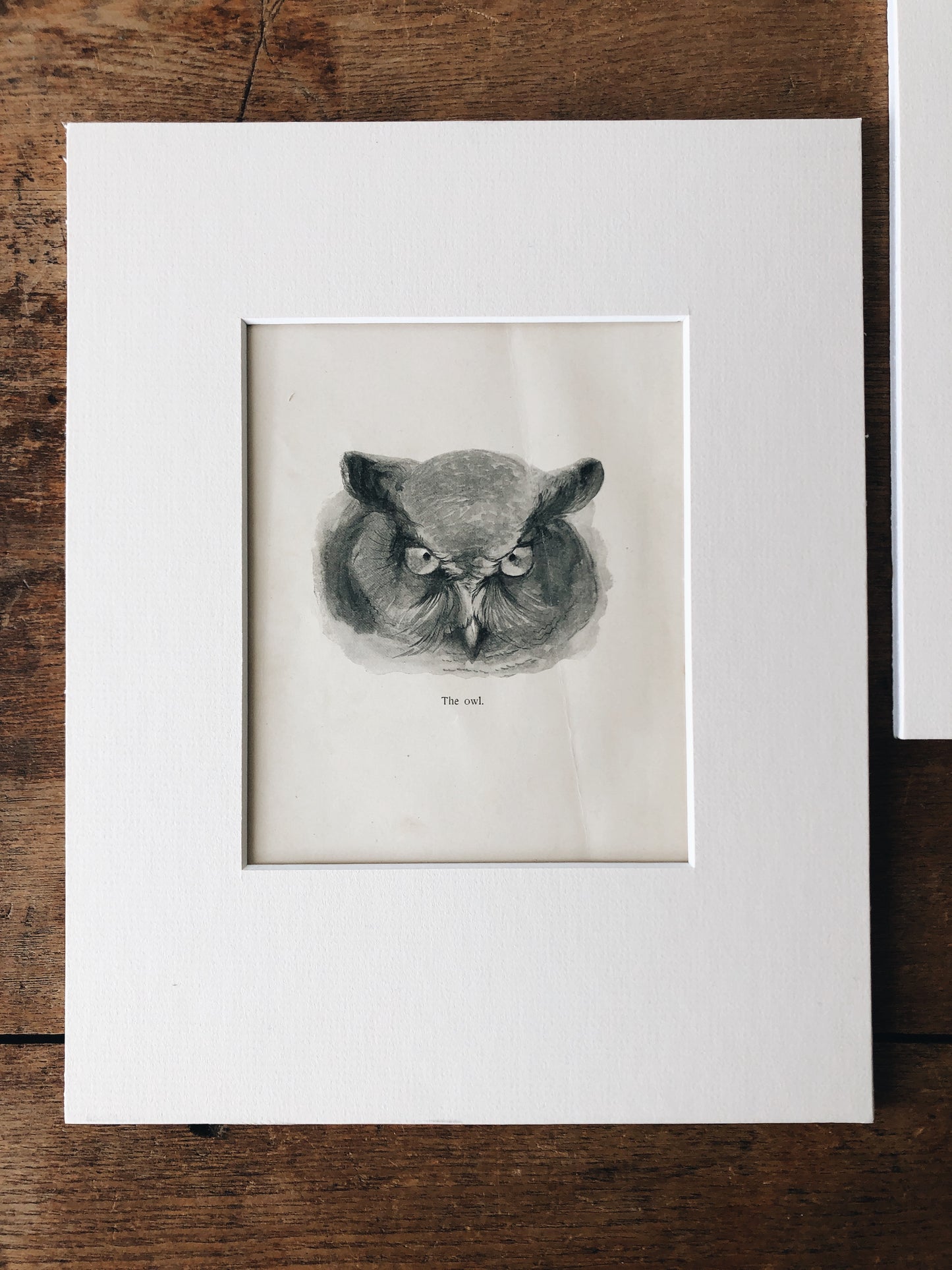 Vintage 1940s Animal Prints