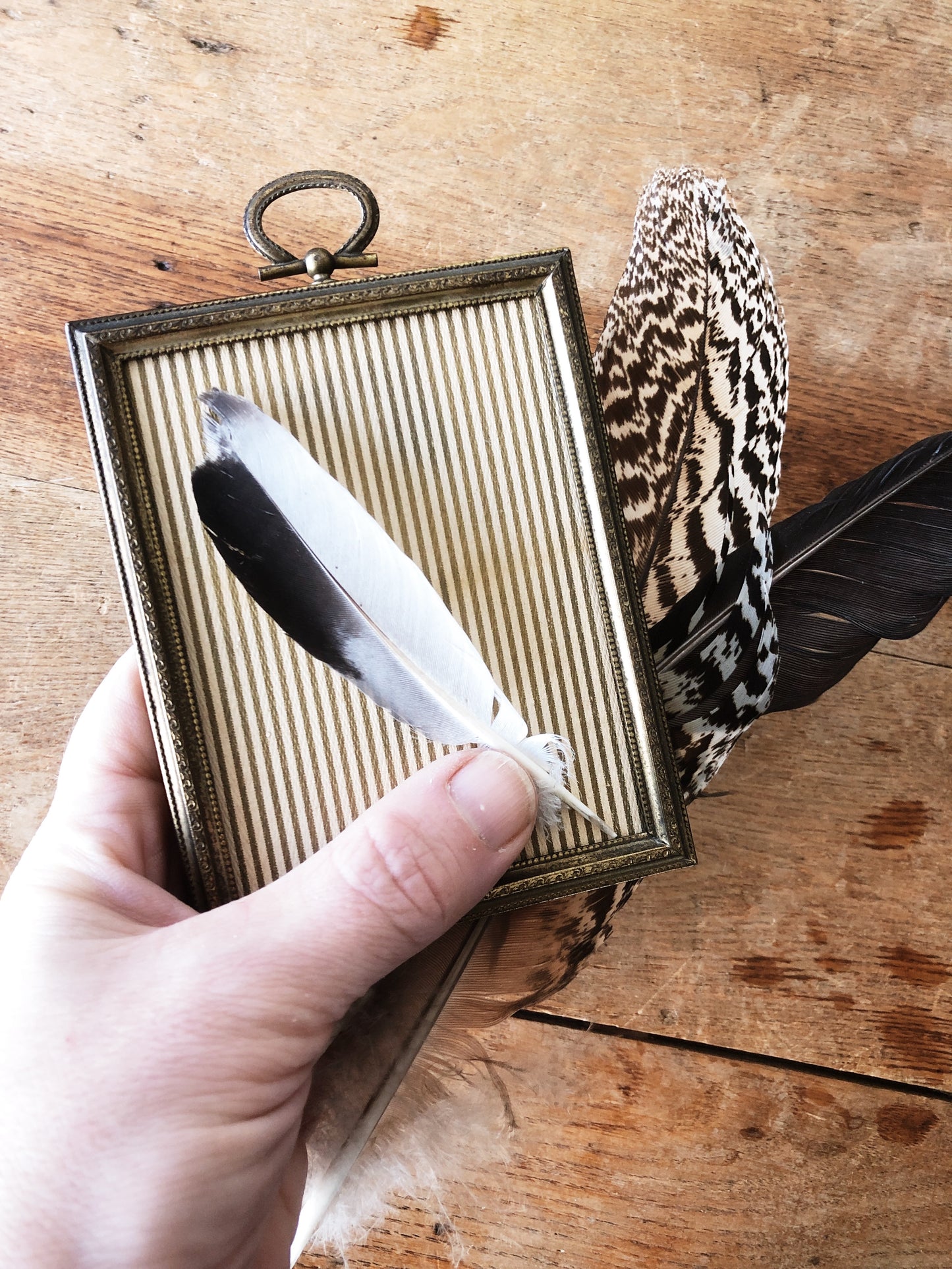 Antique Feather Art