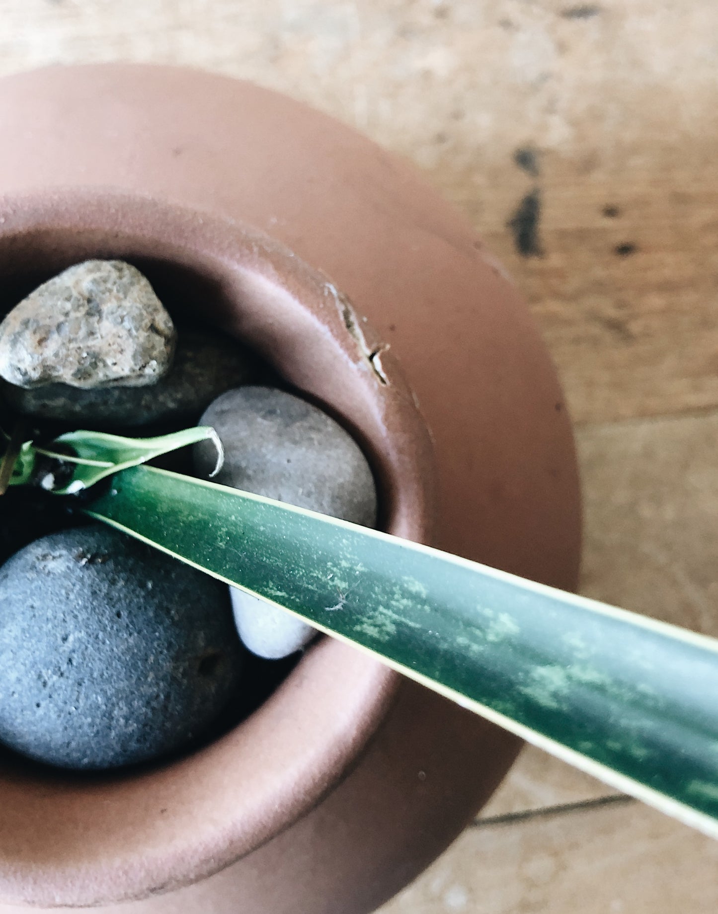 Potted Sanseveria in Clay Planter
